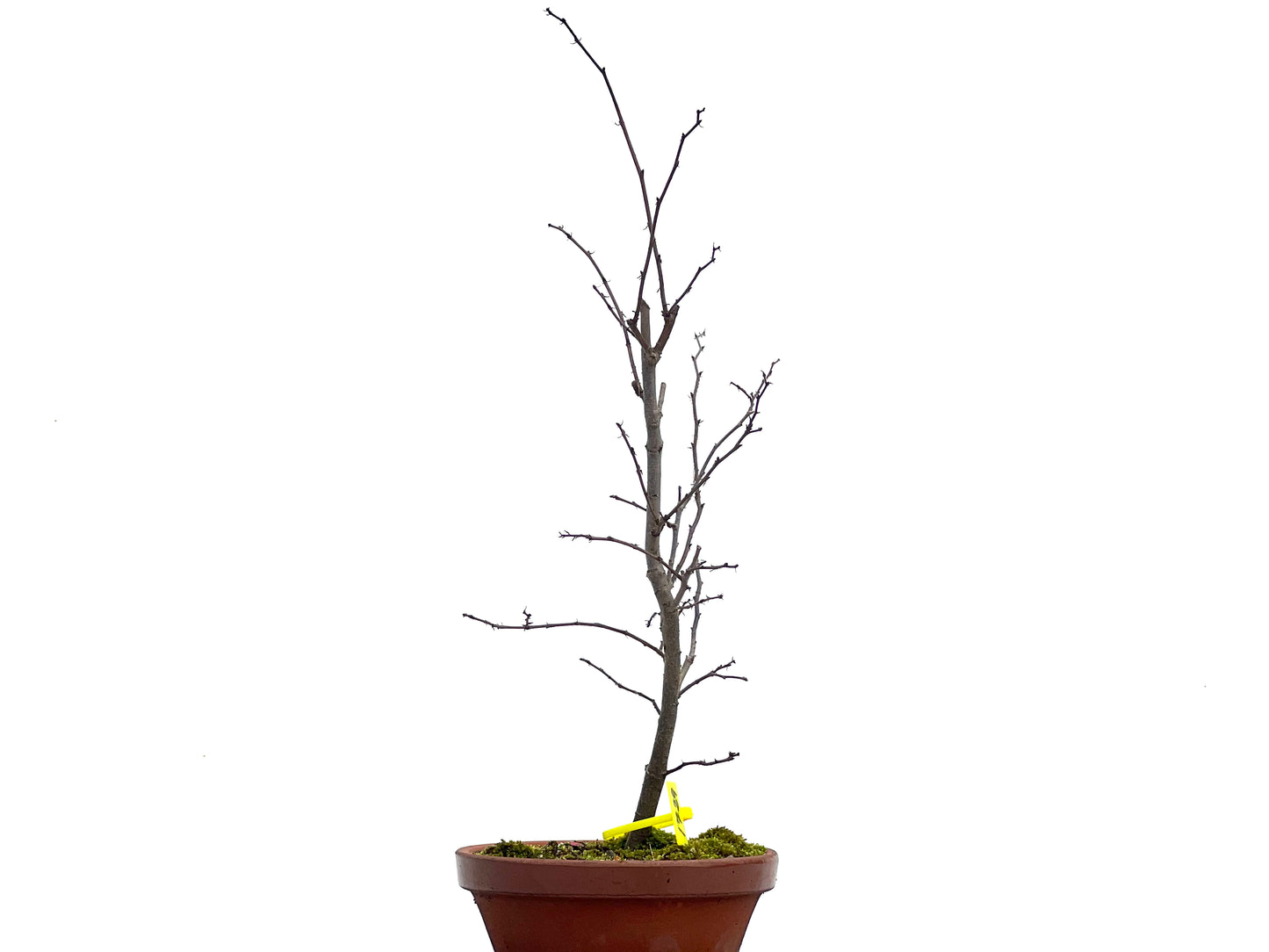 Zelkova Serrata 1729