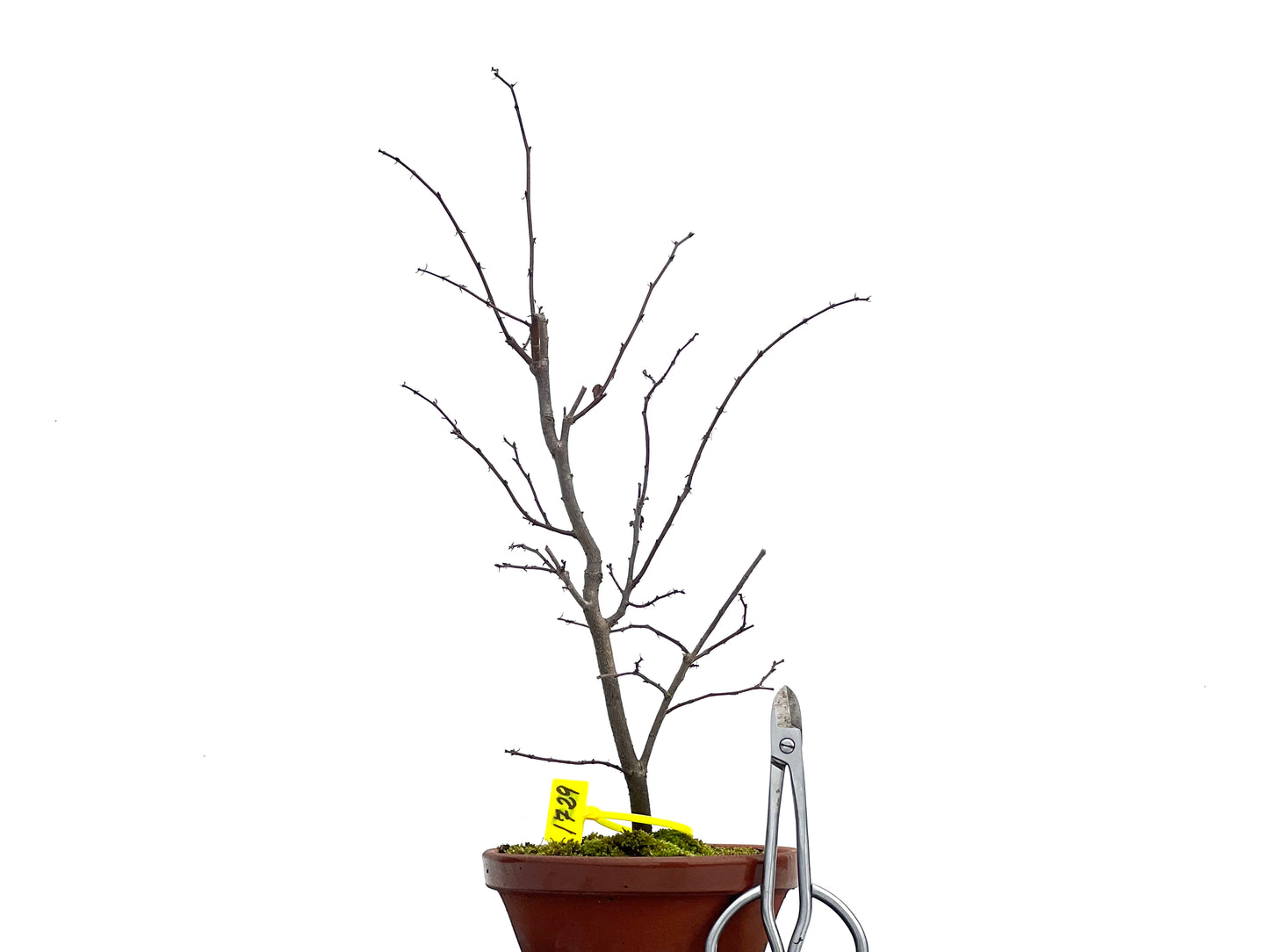 Zelkova Serrata 1729