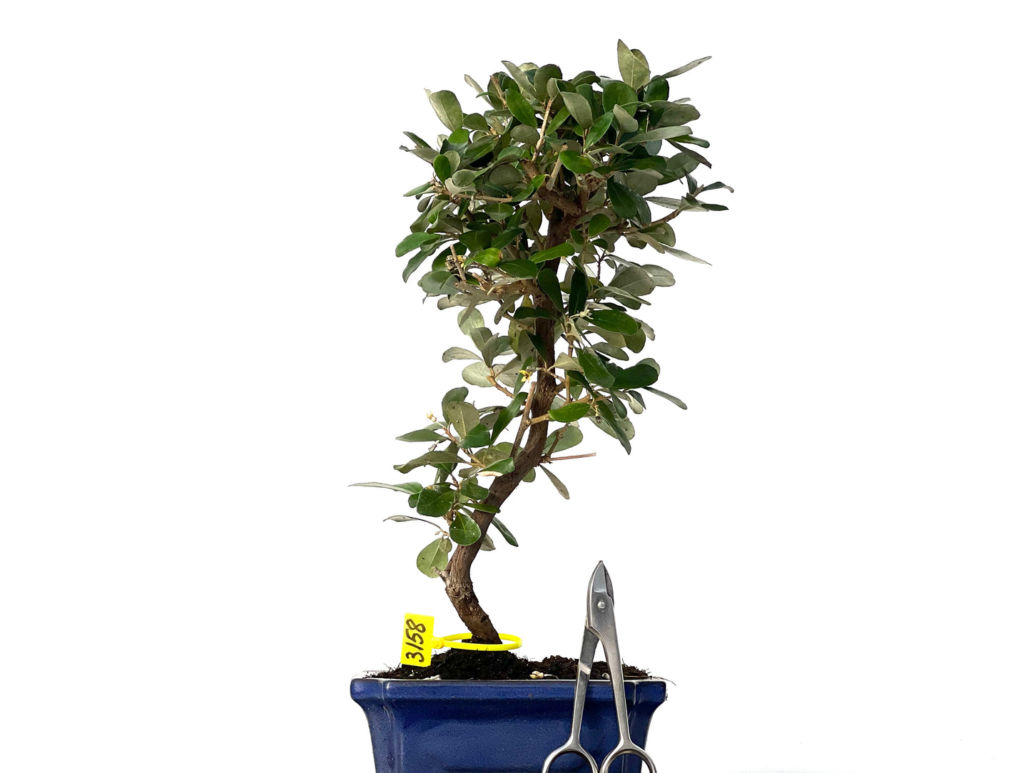 Eleagnus Pungens 3158