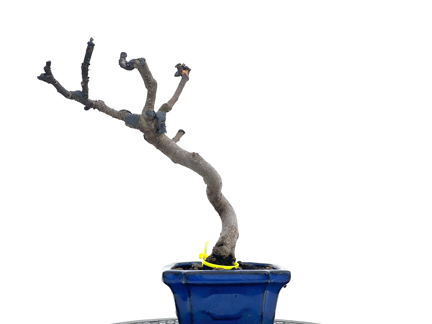 Ficus Carica 1733