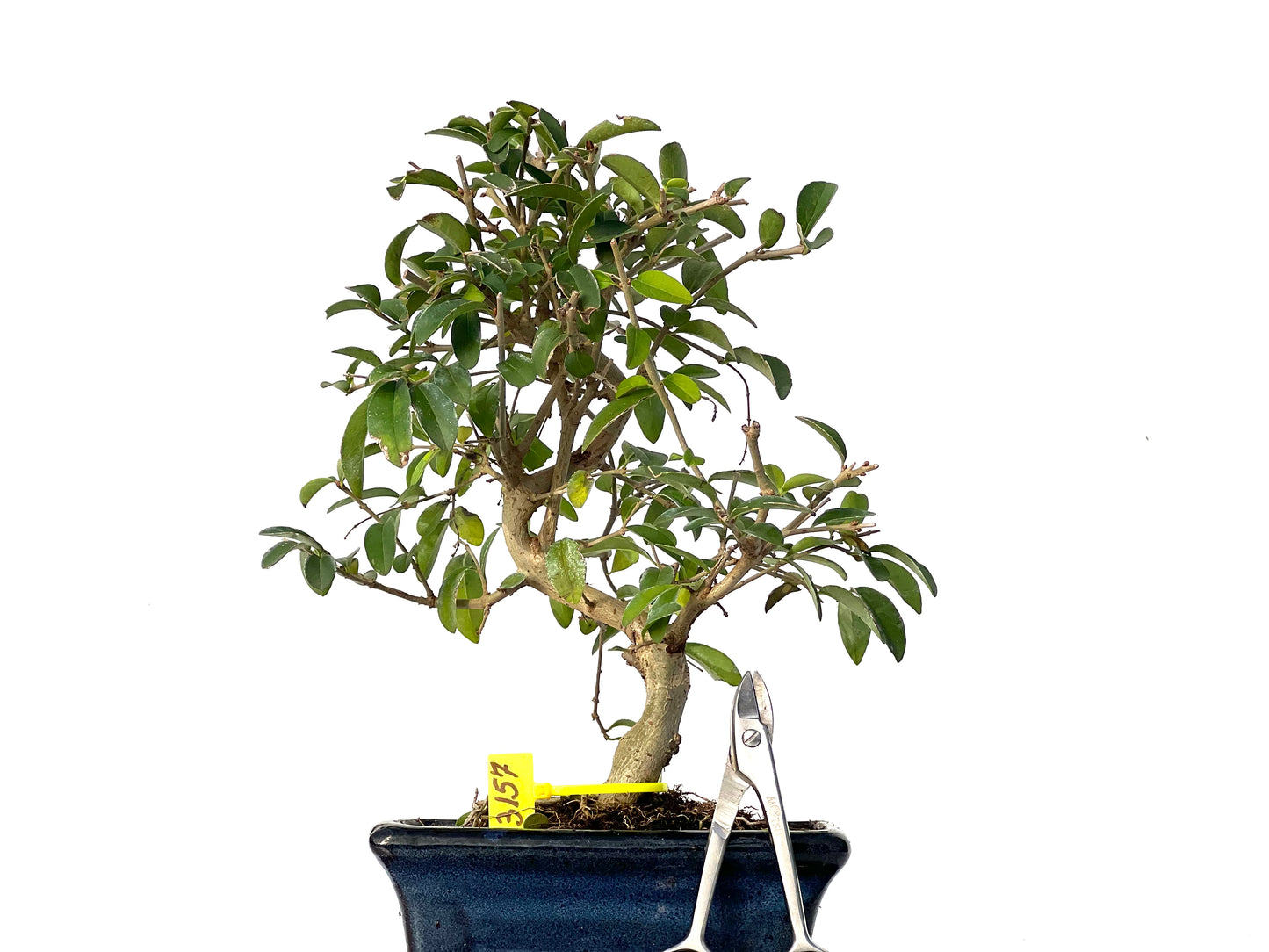 Ligustrum Japonicum 3157