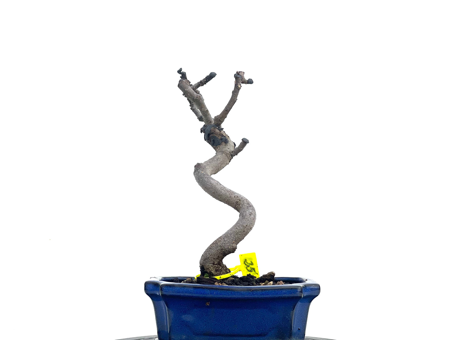 Ficus Carica 1733