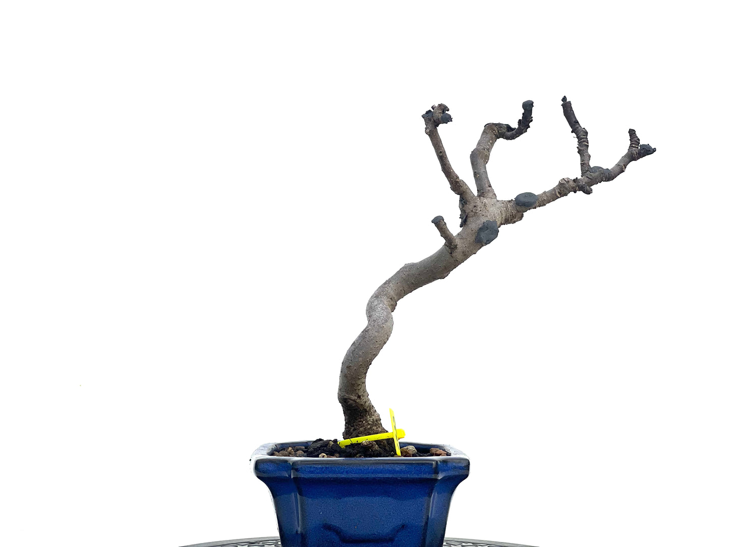 Ficus Carica 1733