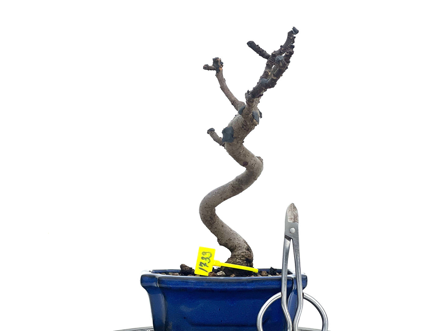 Ficus Carica 1733