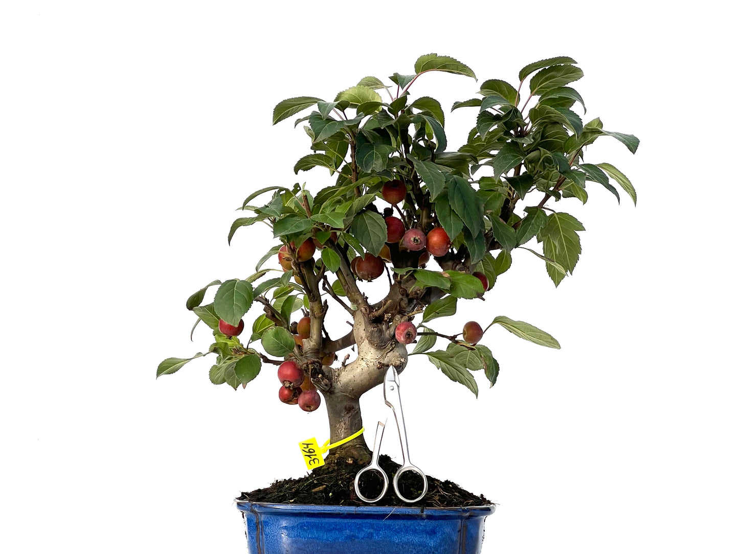 Malus Everest 3164