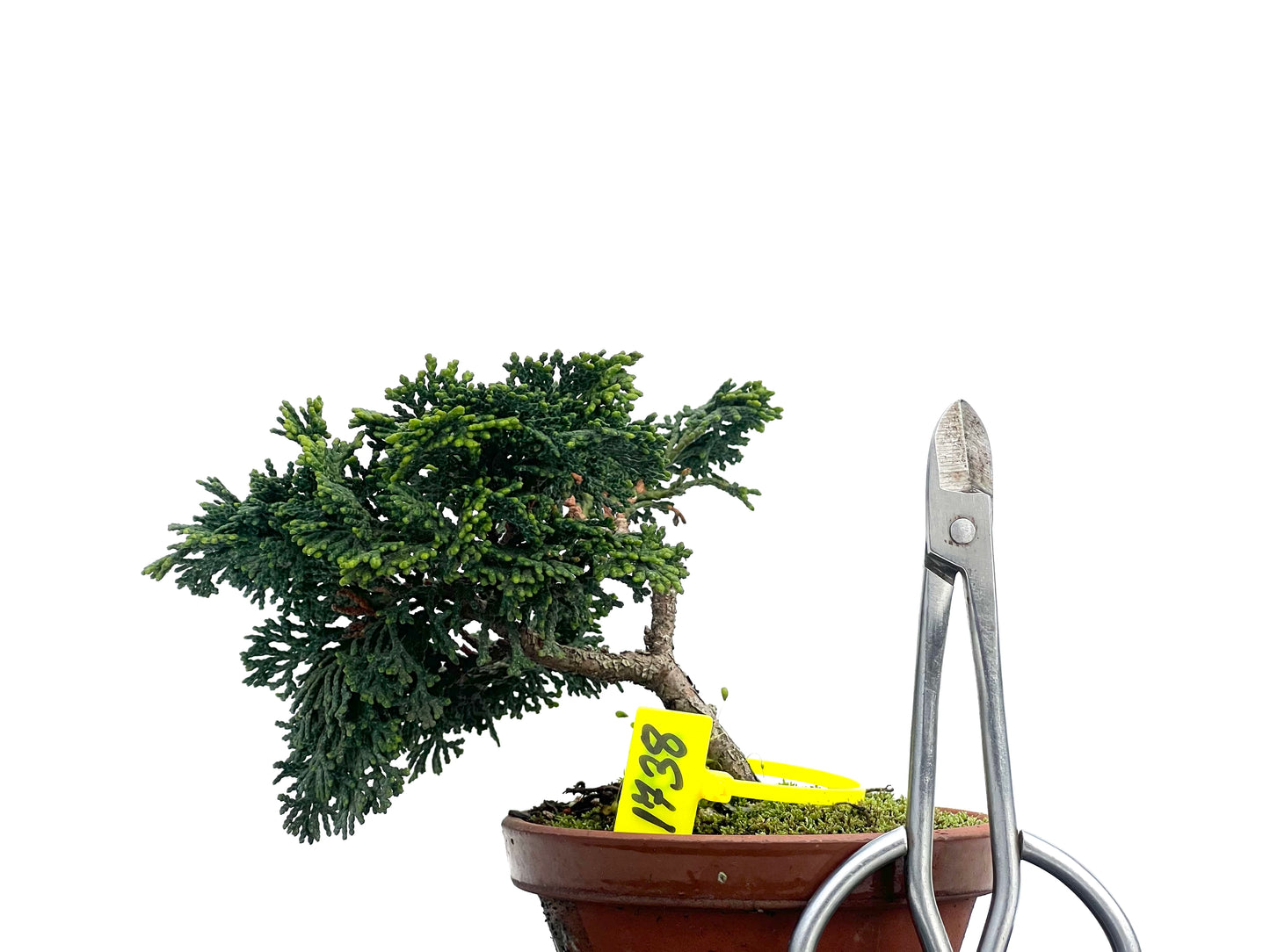 Chamaecyparis Obtusa Nana 1738