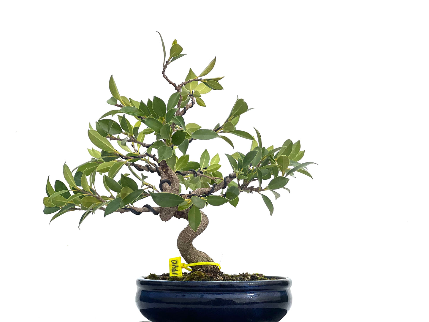 Ficus Tiger Bark 1740