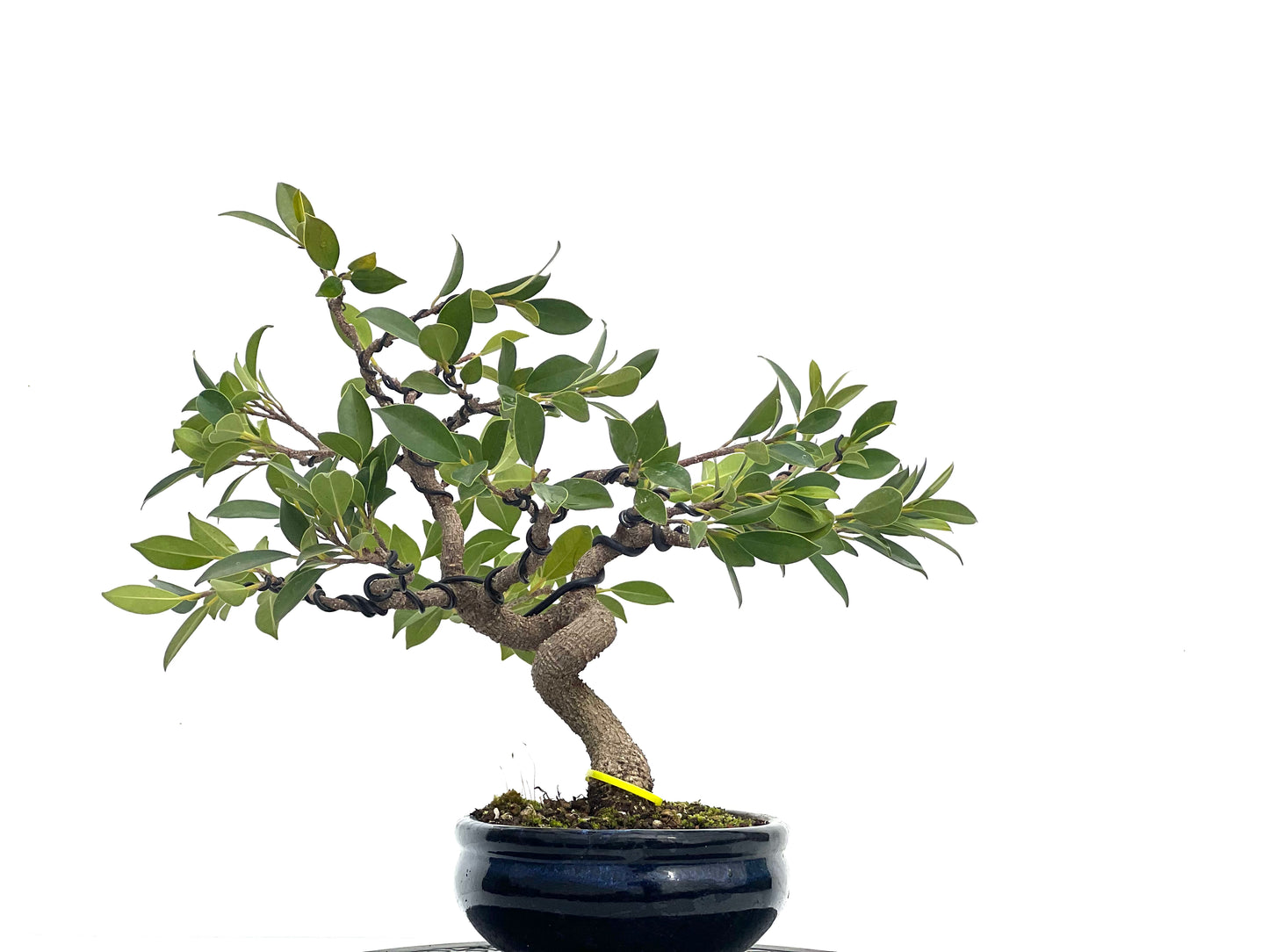 Ficus Tiger Bark 1740