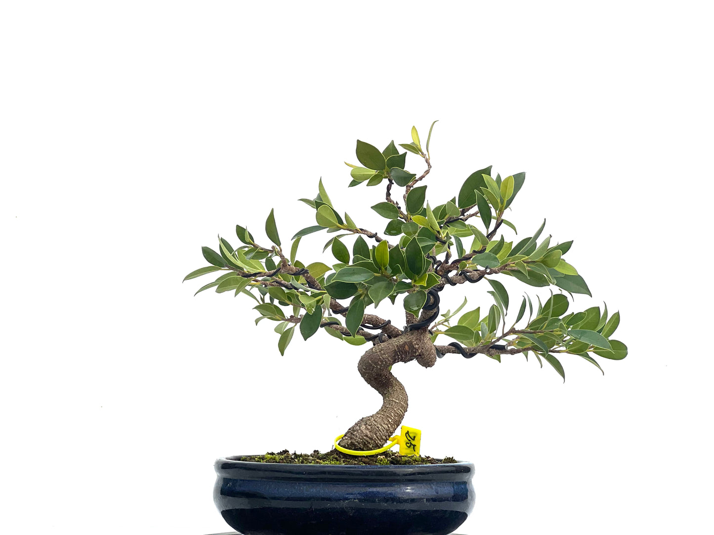 Ficus Tiger Bark 1740