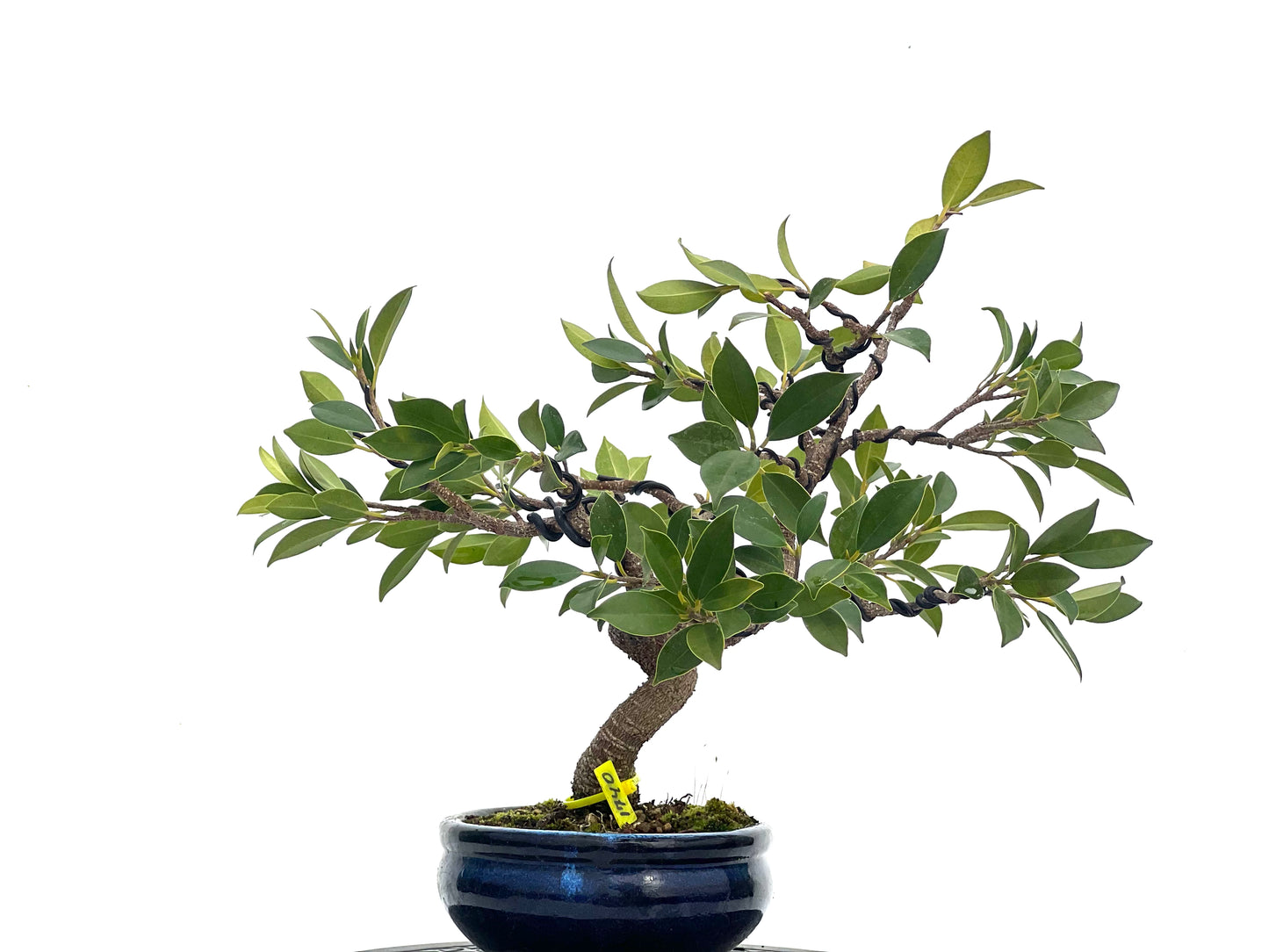 Ficus Tiger Bark 1740