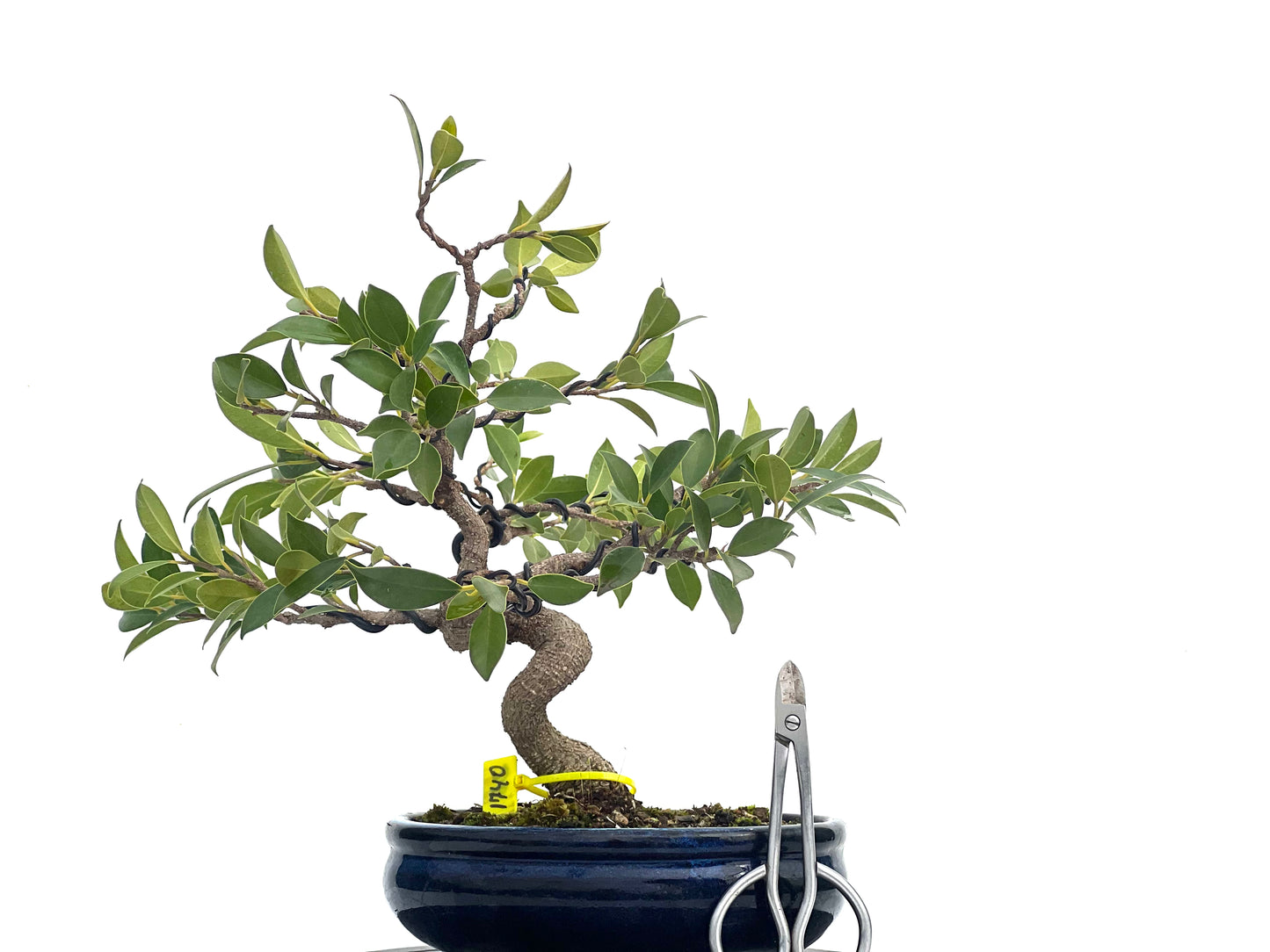 Ficus Tiger Bark 1740