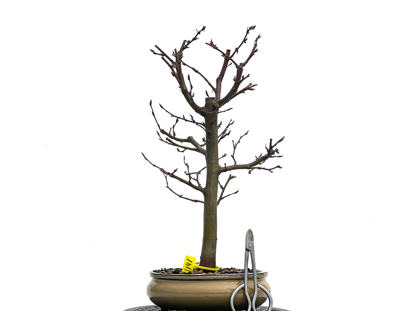 Carpinus Betulus 1141