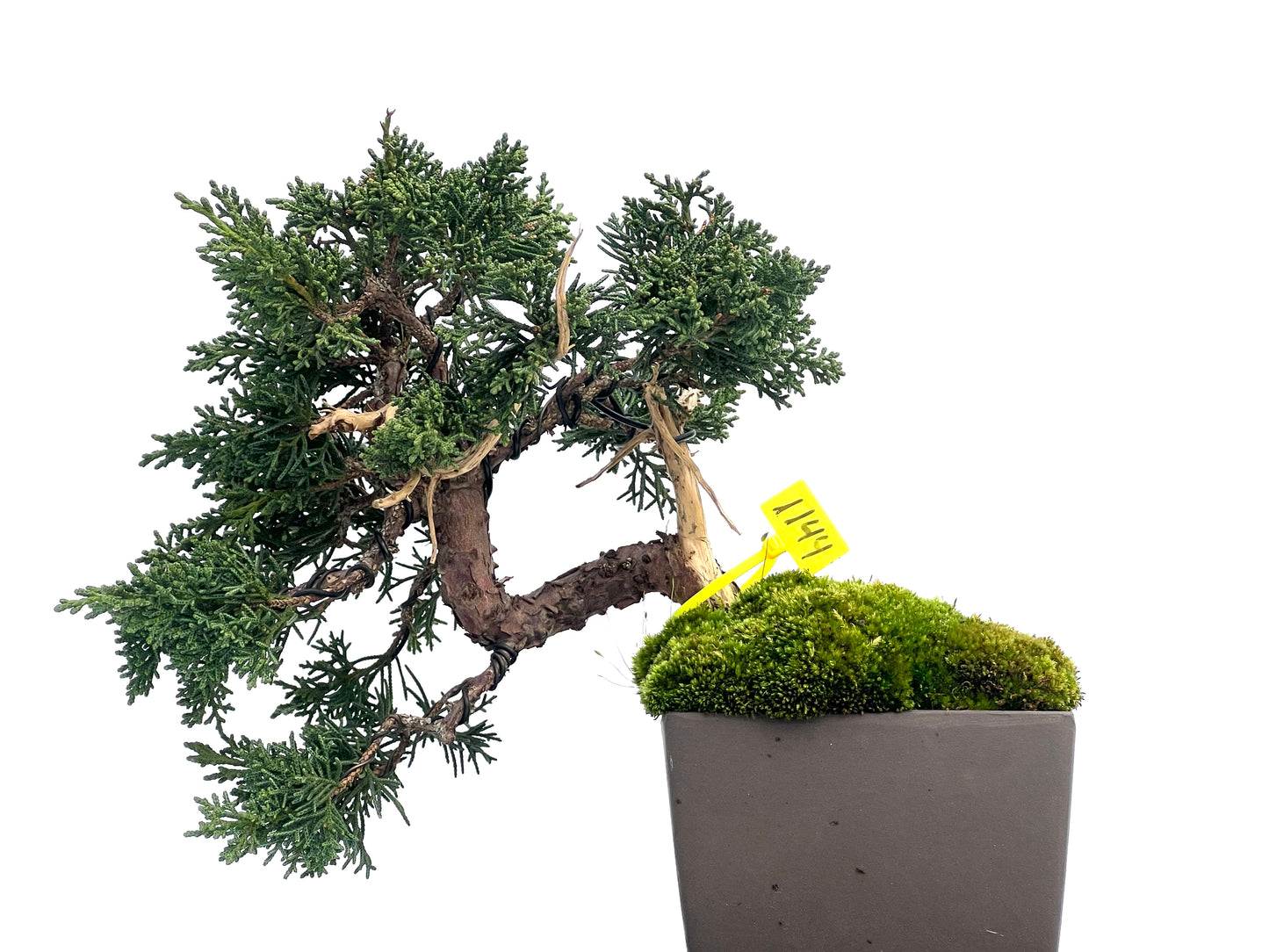 Juniperus Chinensis Kyshu 1144