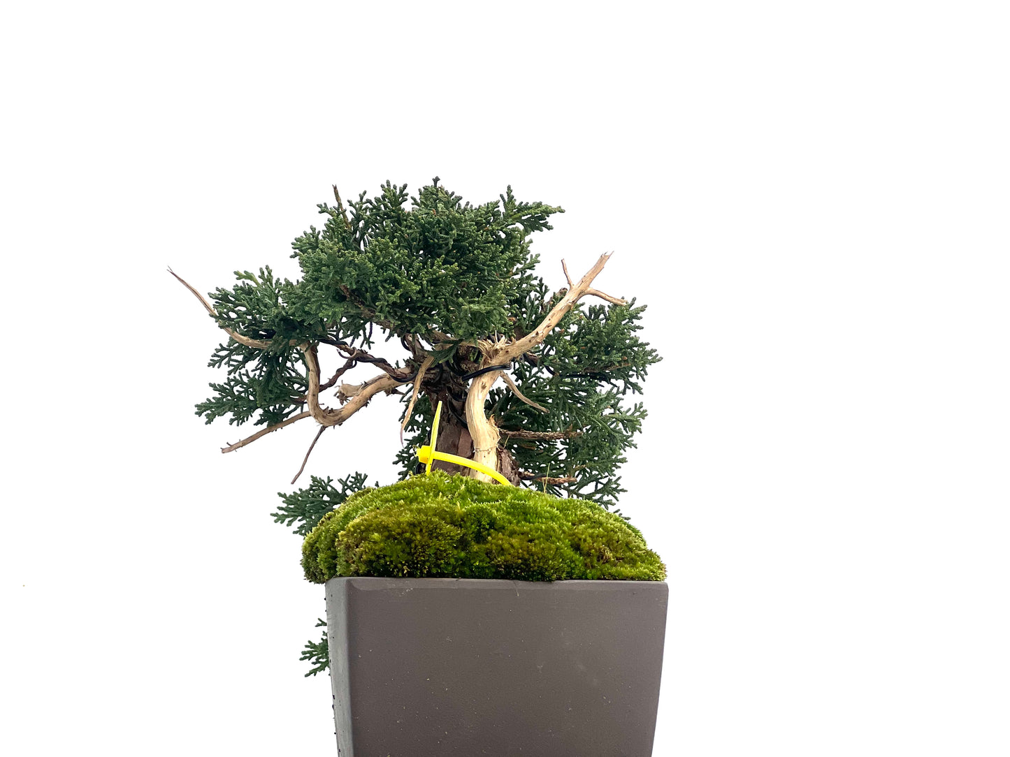 Juniperus Chinensis Kyshu 1144
