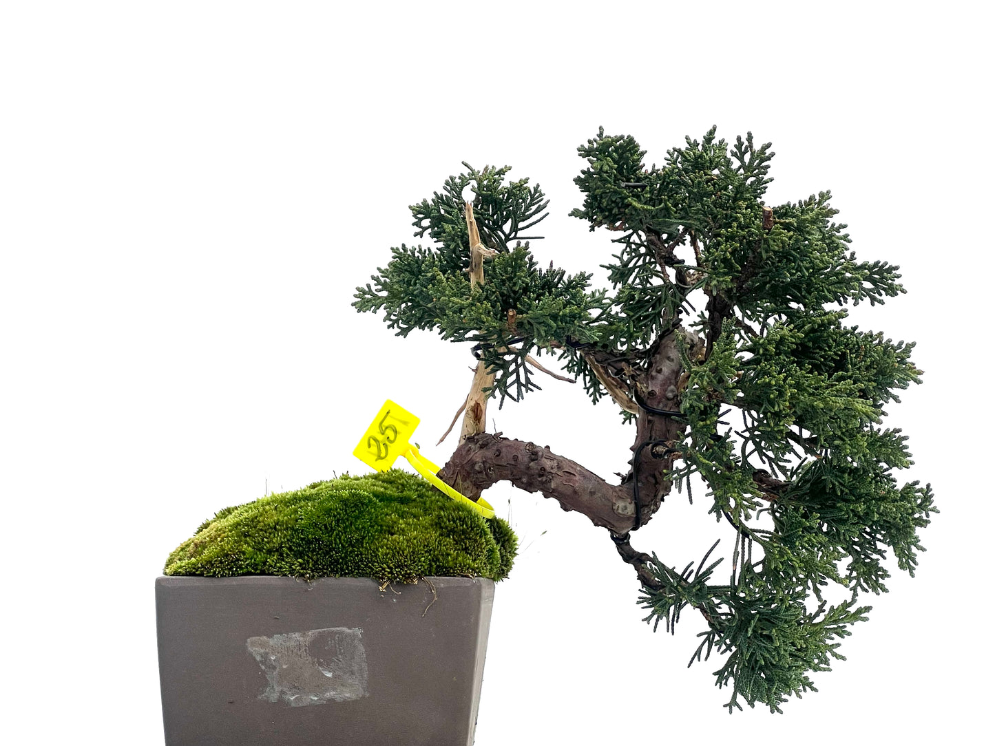 Juniperus Chinensis Kyshu 1144