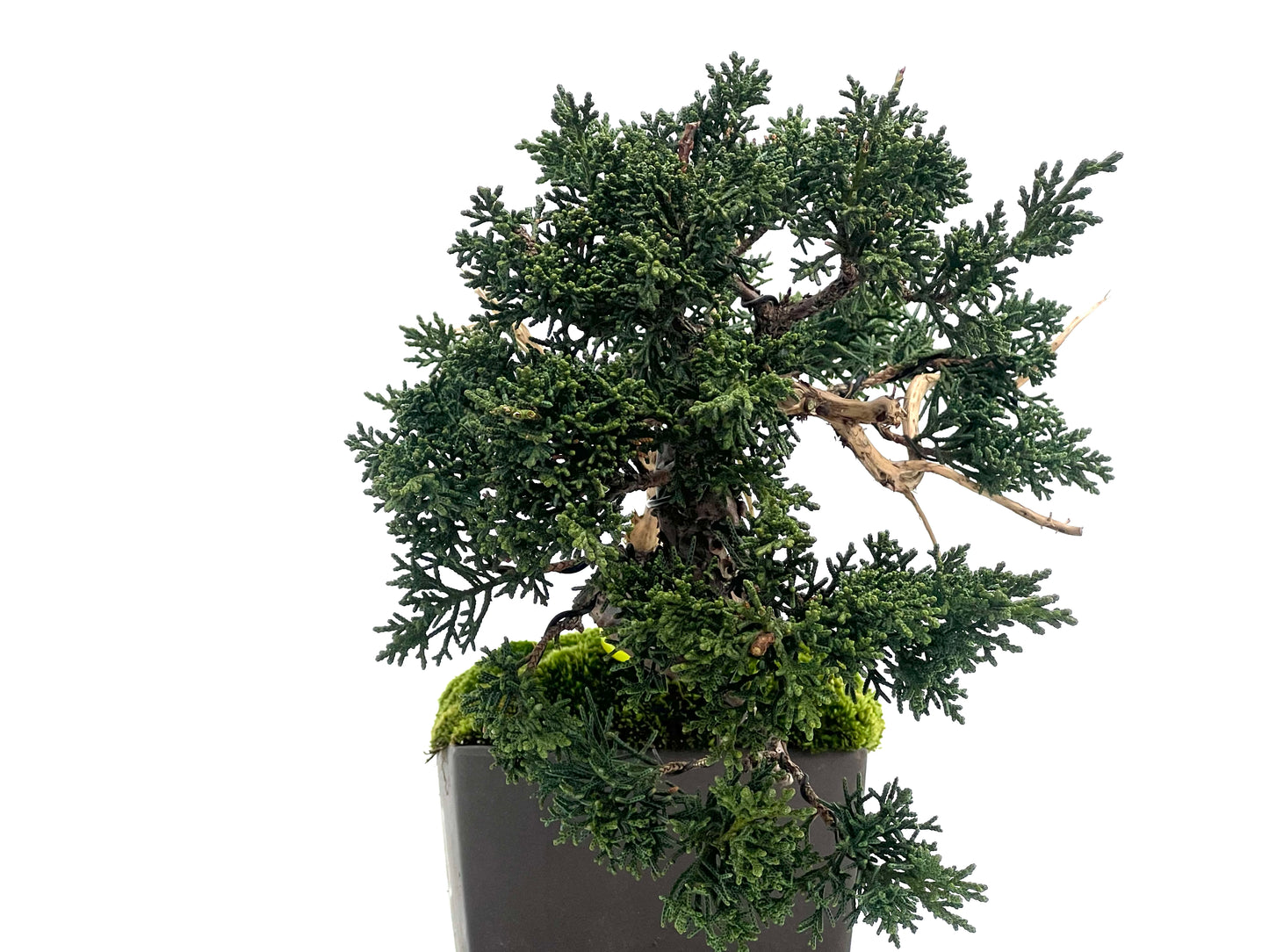 Juniperus Chinensis Kyshu 1144