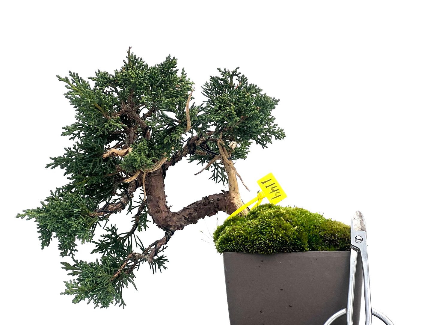 Juniperus Chinensis Kyshu 1144
