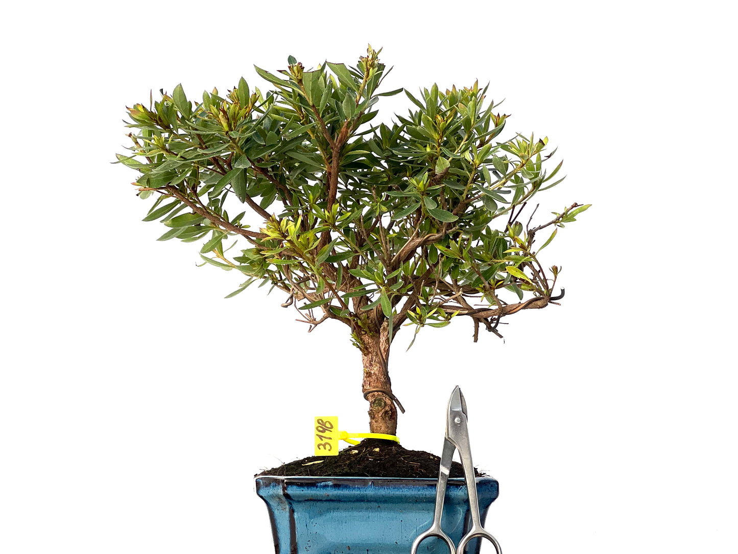 Rhododendrum Indicum 3198