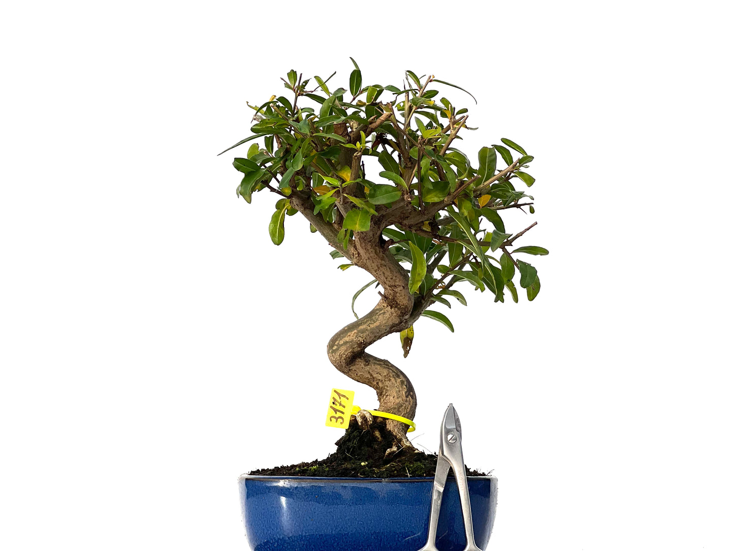 Punica Granatum Nejikan 3171