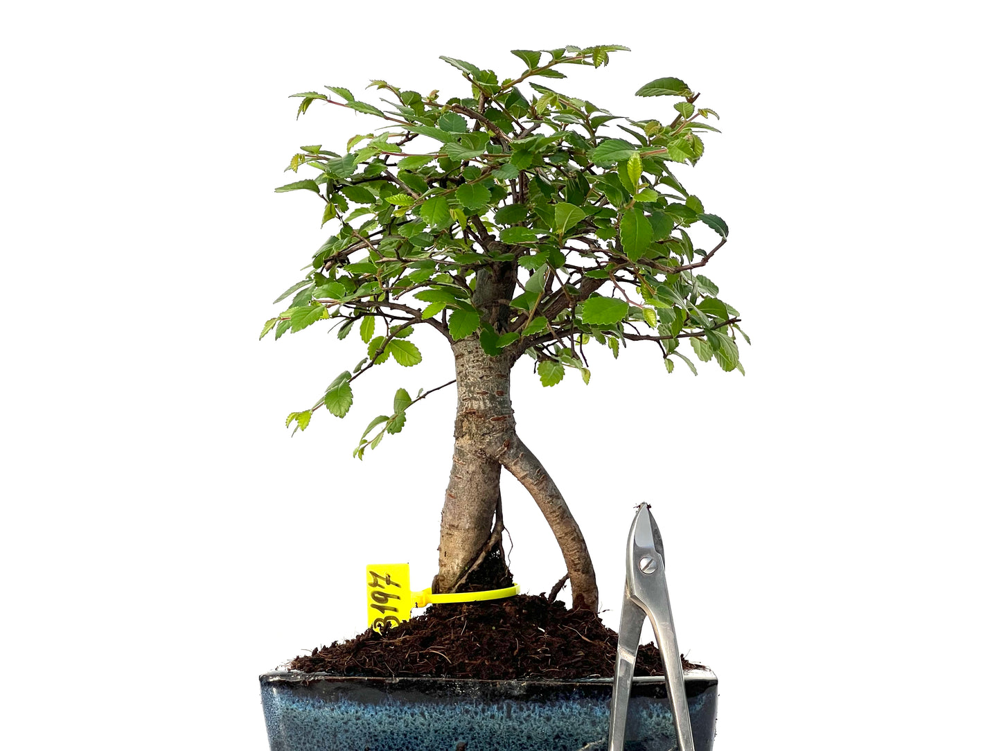 Ulmus Parvifolia 3197