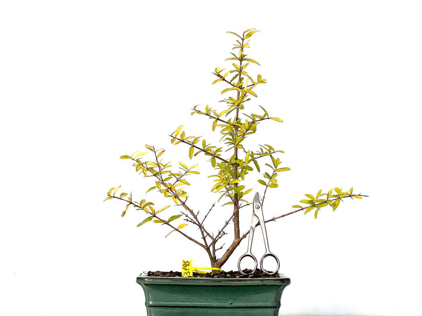 Punica Granatum Nejikan 3195