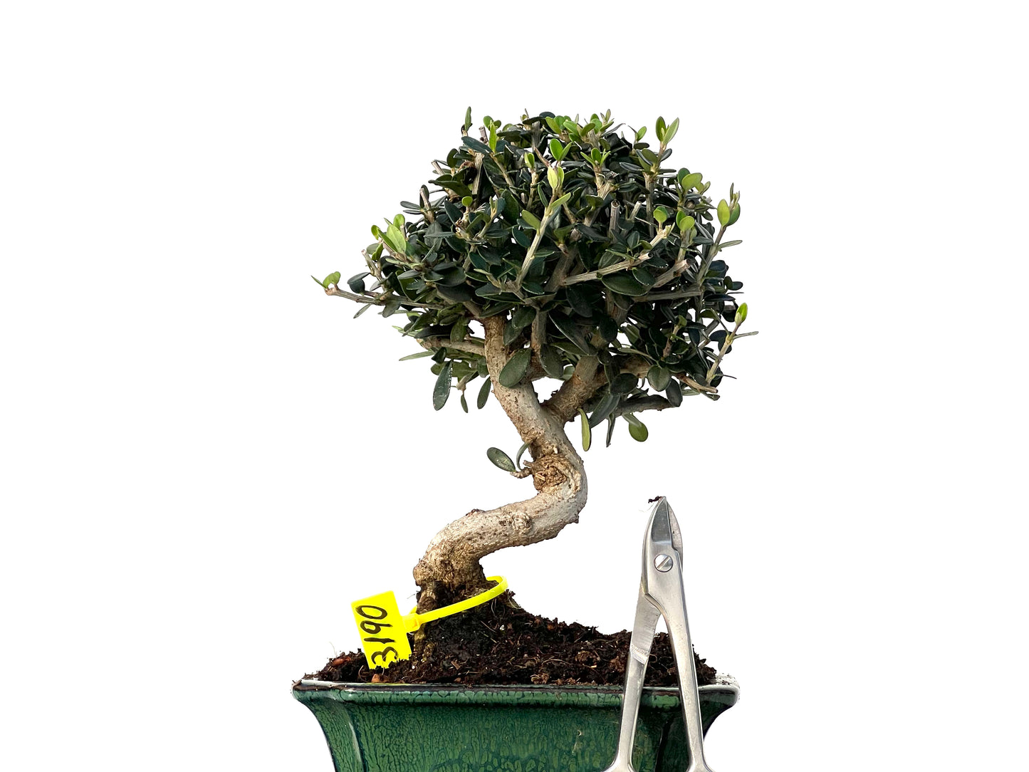 Olea Europaea Sylvestris 3190