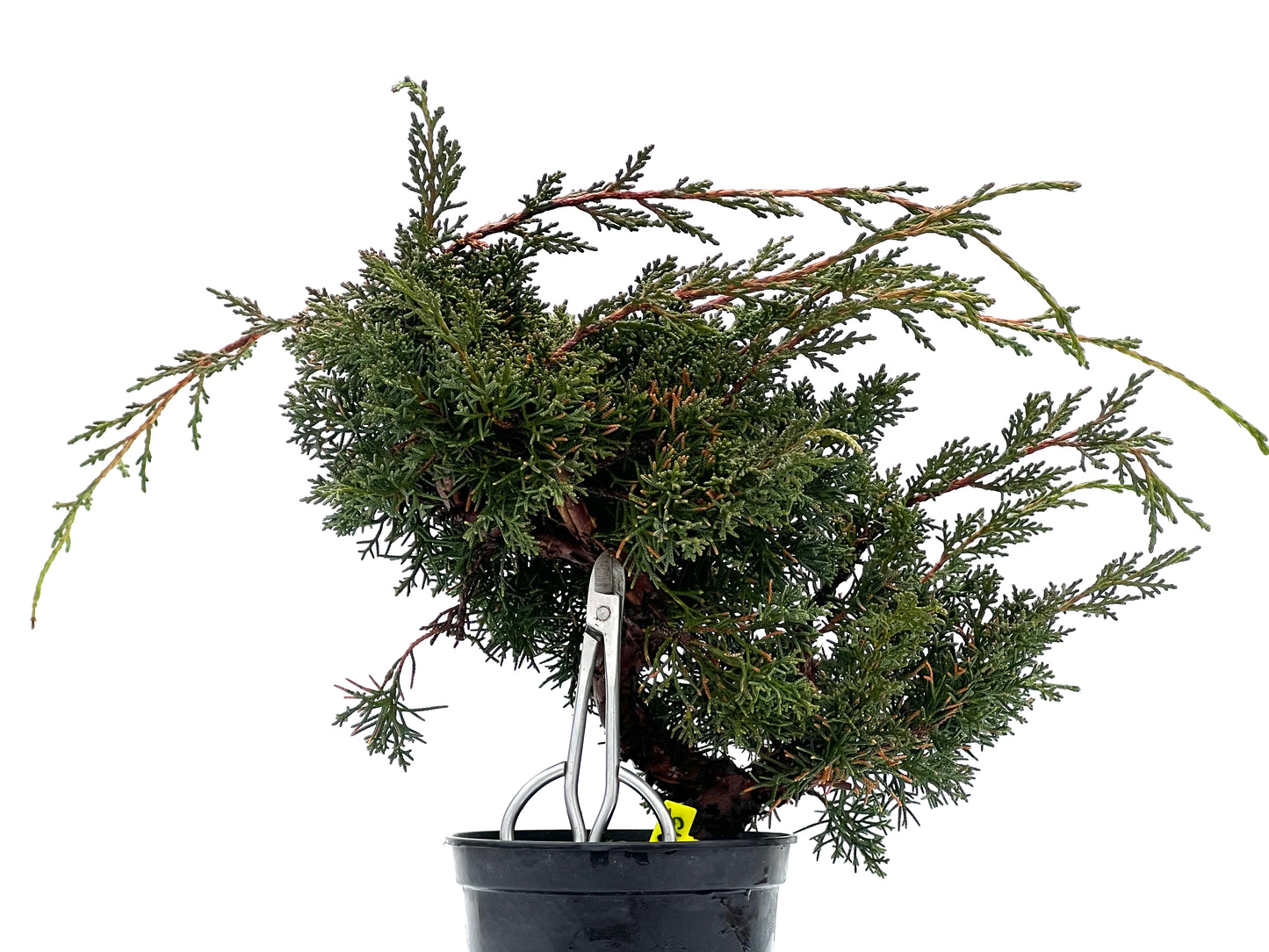 Juniperus Chinensis Kyshu 1745