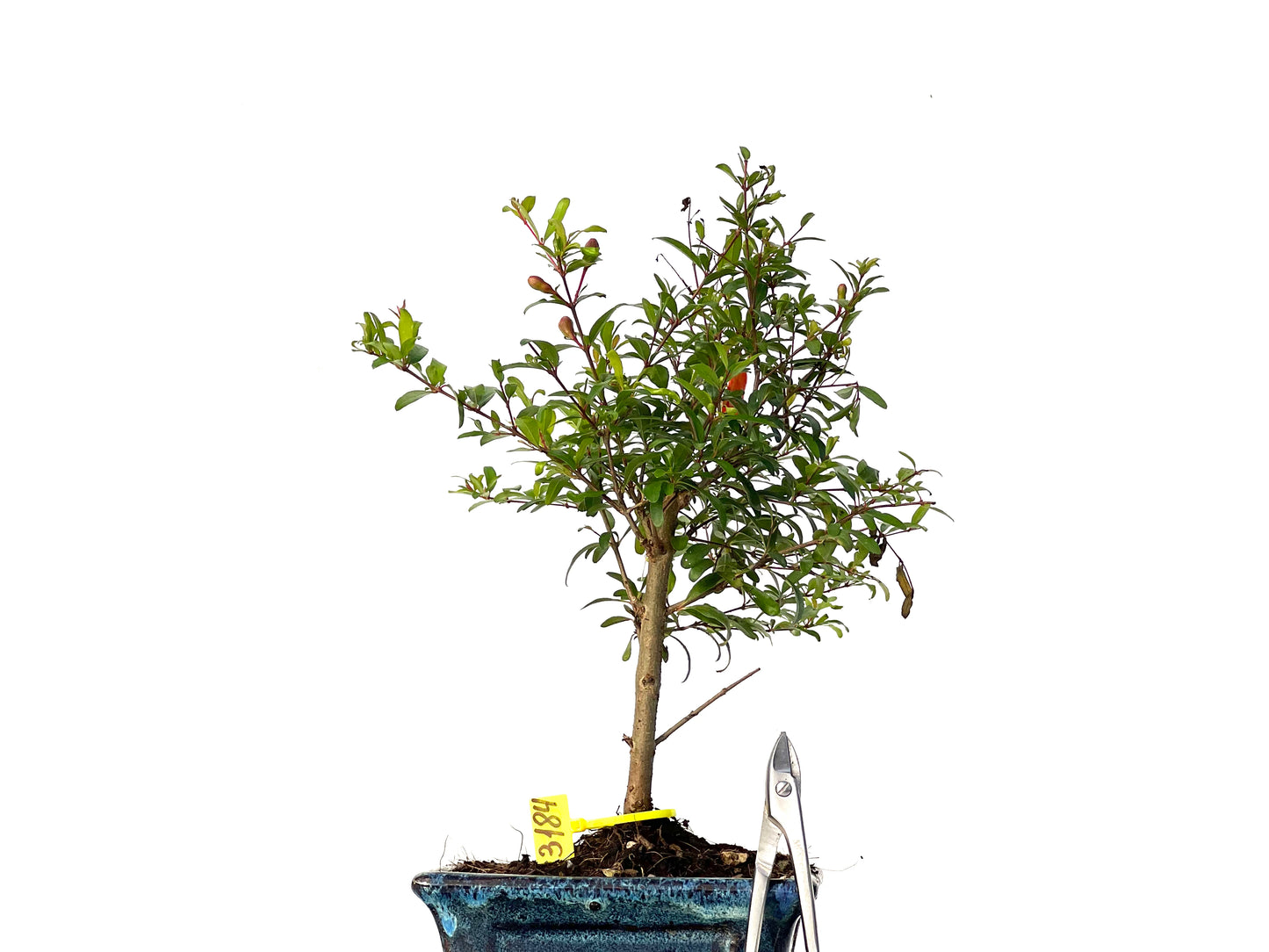 Punica Granatum Nana 3184