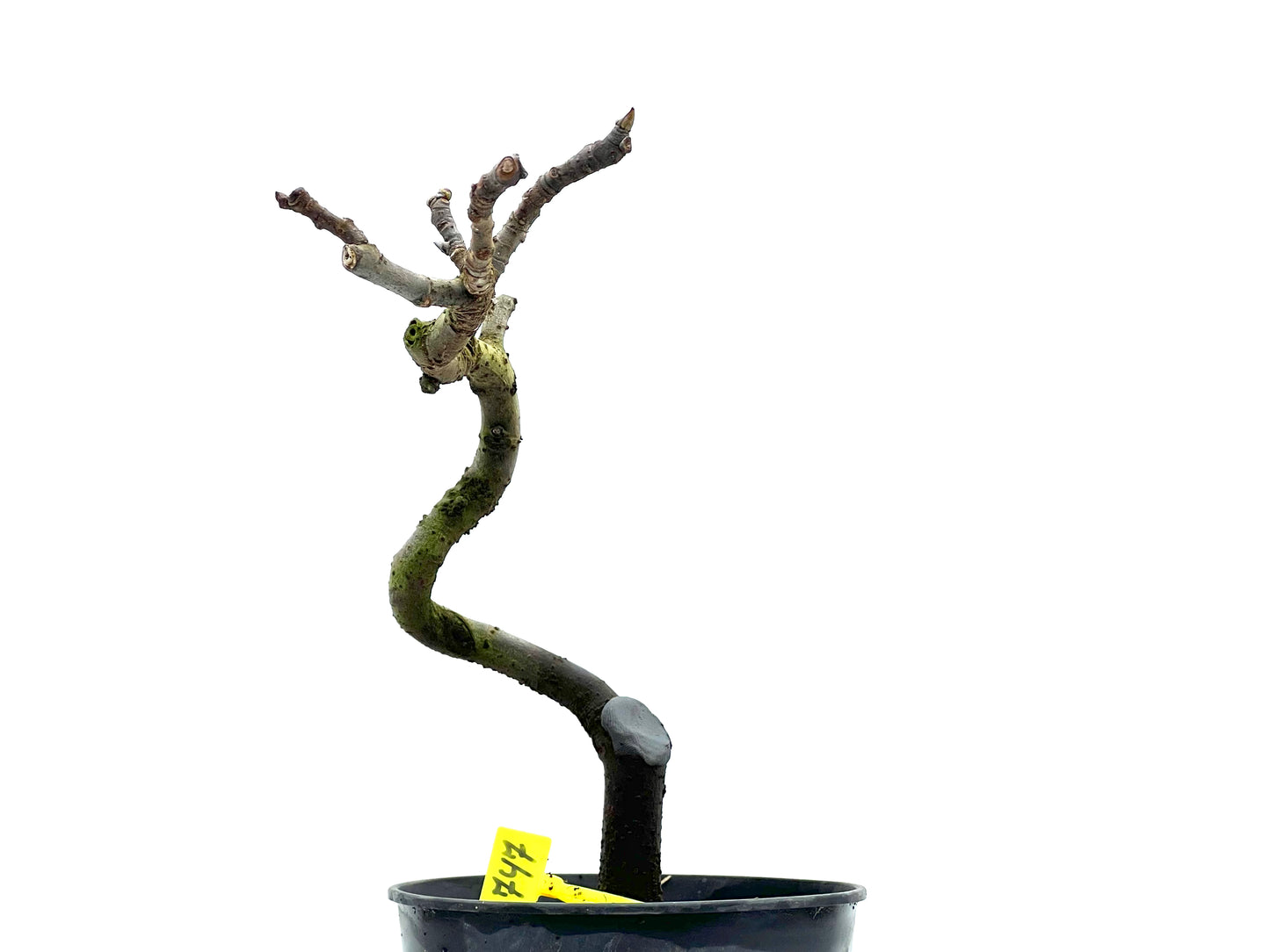 Ficus Carica 1747