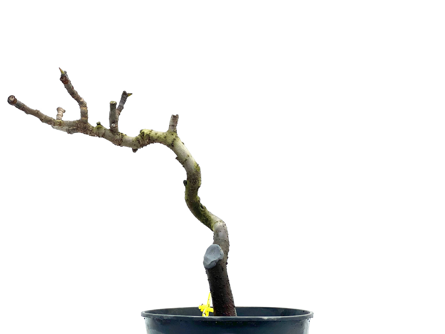 Ficus Carica 1747