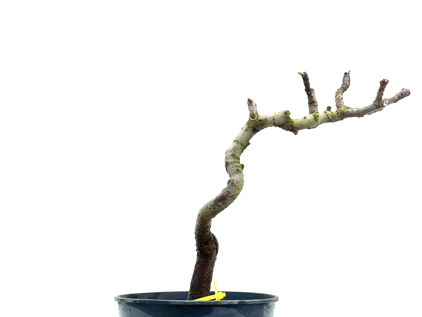 Ficus Carica 1747