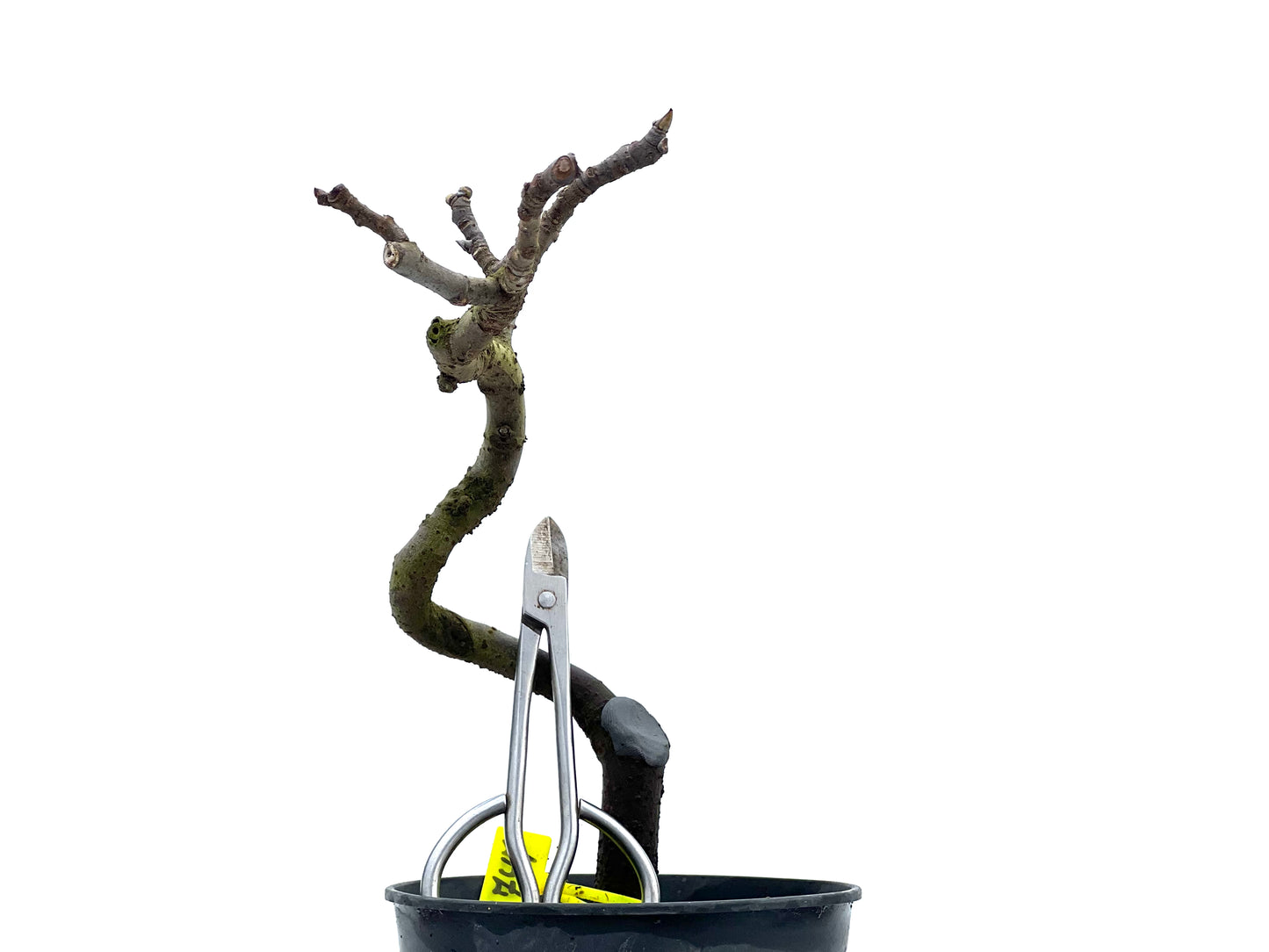 Ficus Carica 1747