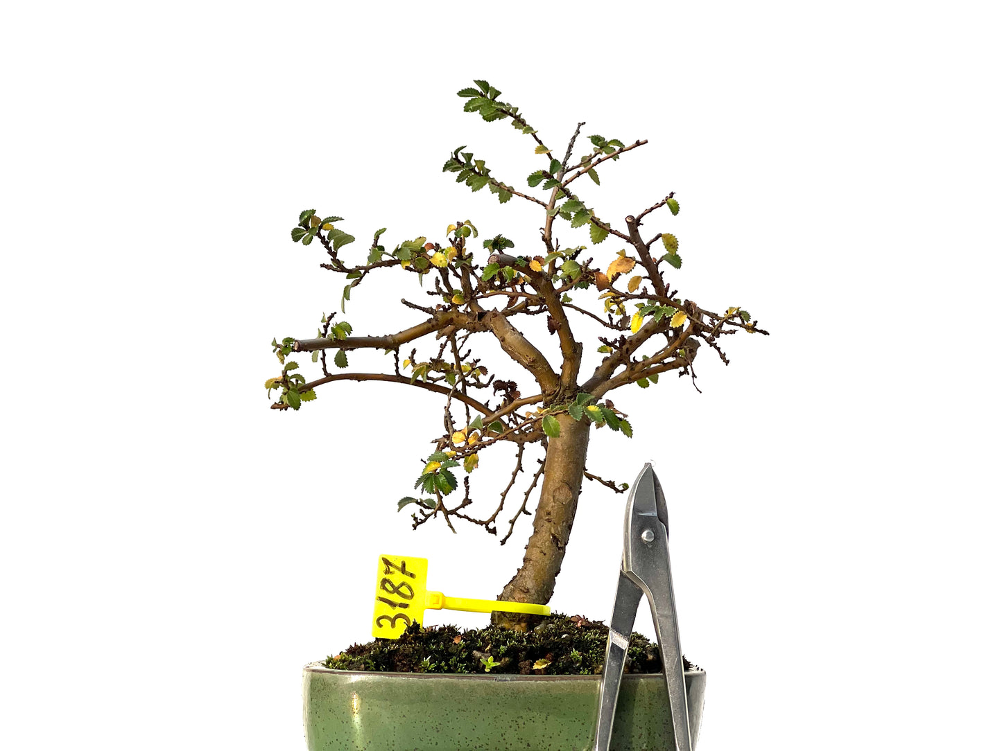 Ulmus Parvifolia 3187