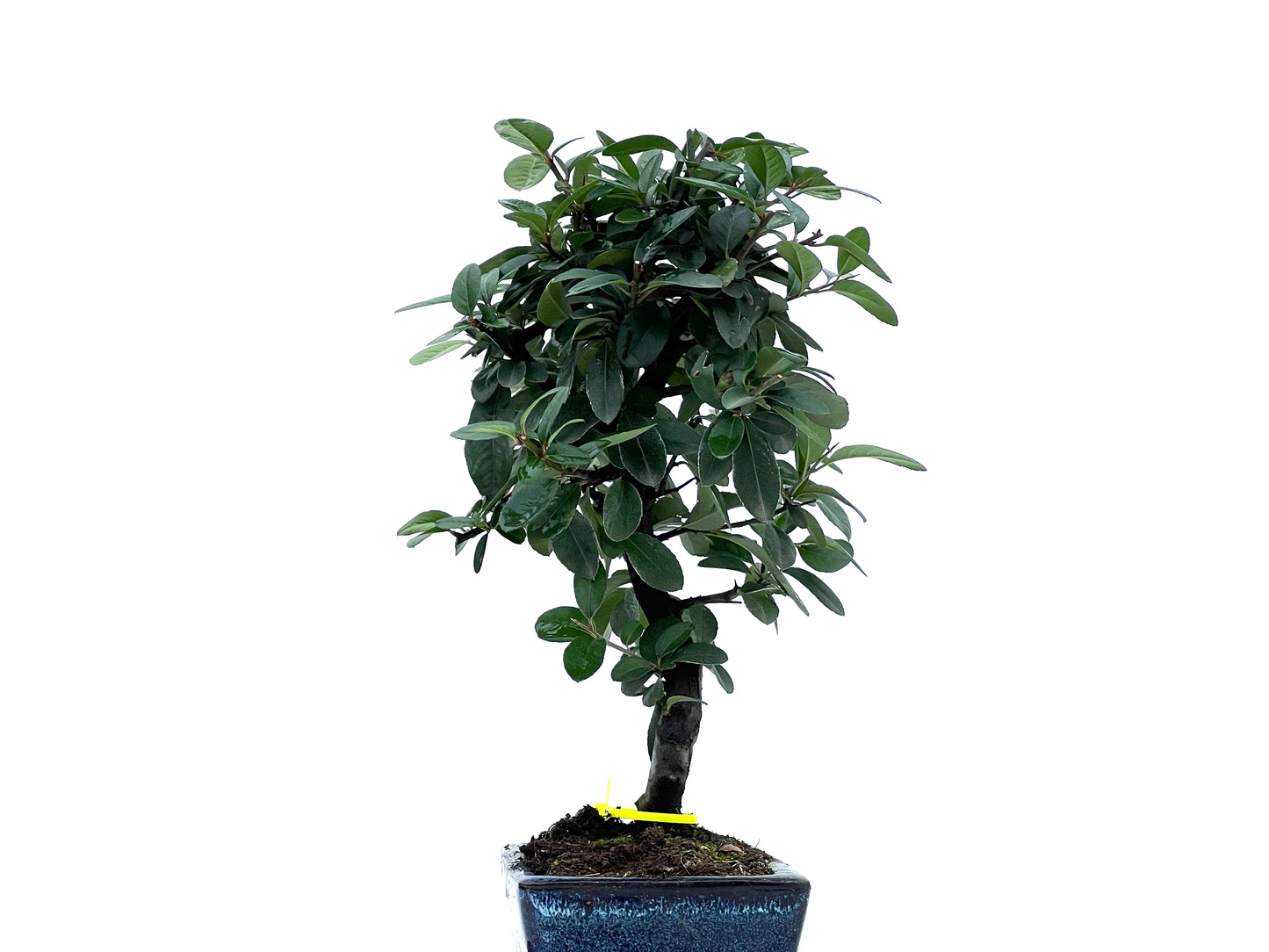 Pyracantha 1749