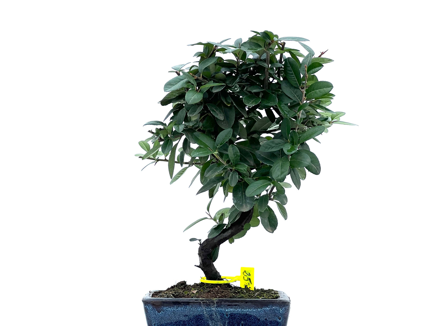 Pyracantha 1749