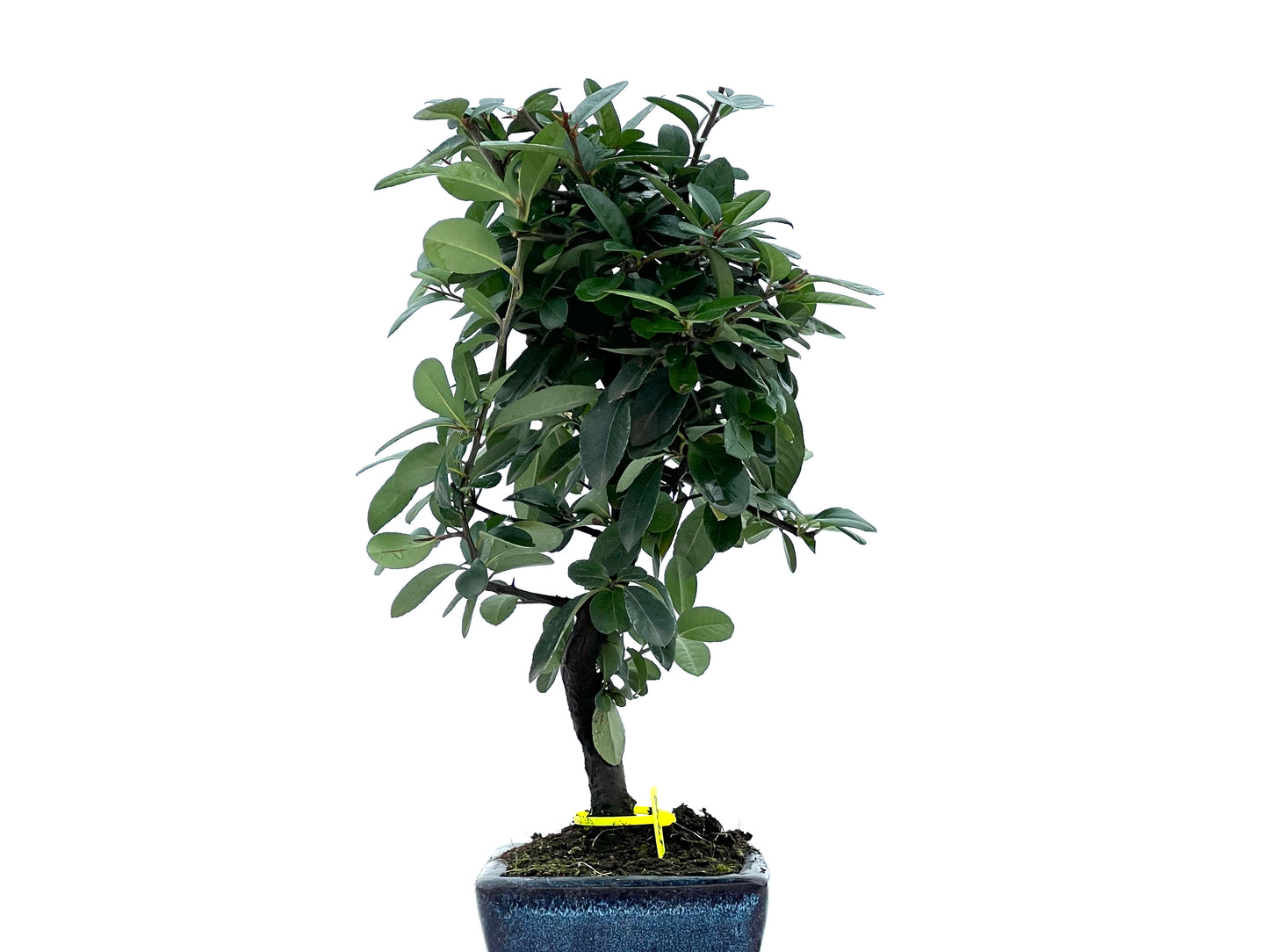Pyracantha 1749