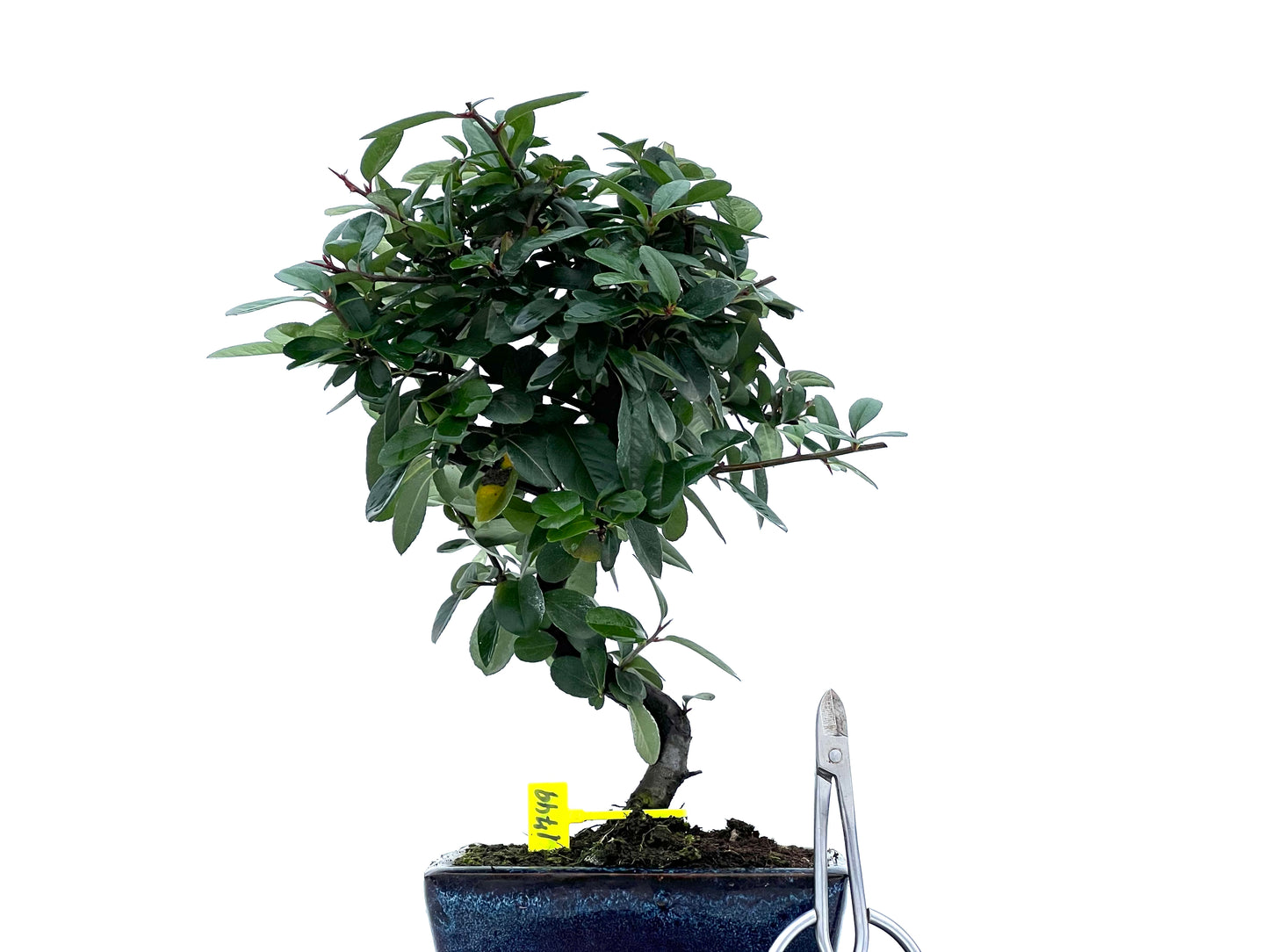 Pyracantha 1749
