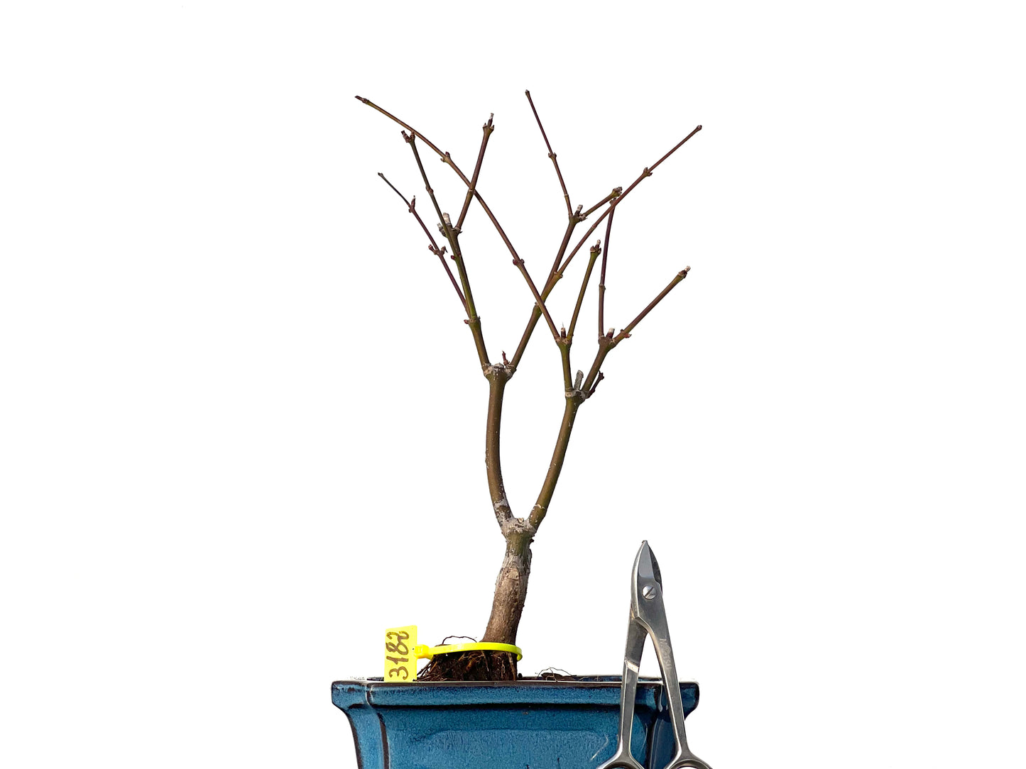 Acer Palmatum Atropurpureum 3182