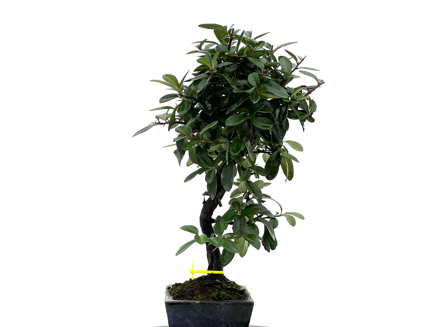 Pyricantha 1753