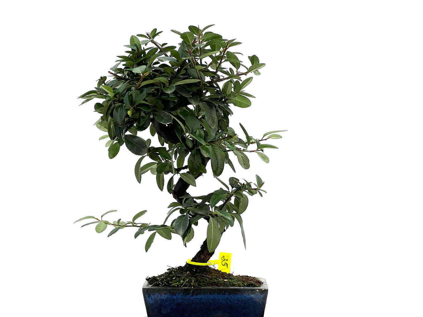 Pyricantha 1753