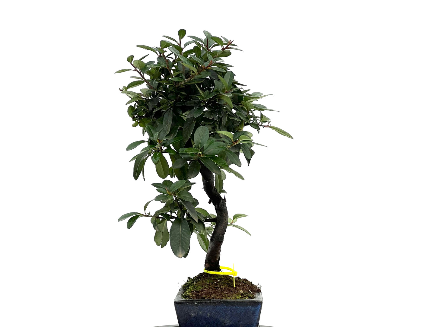 Pyricantha 1753