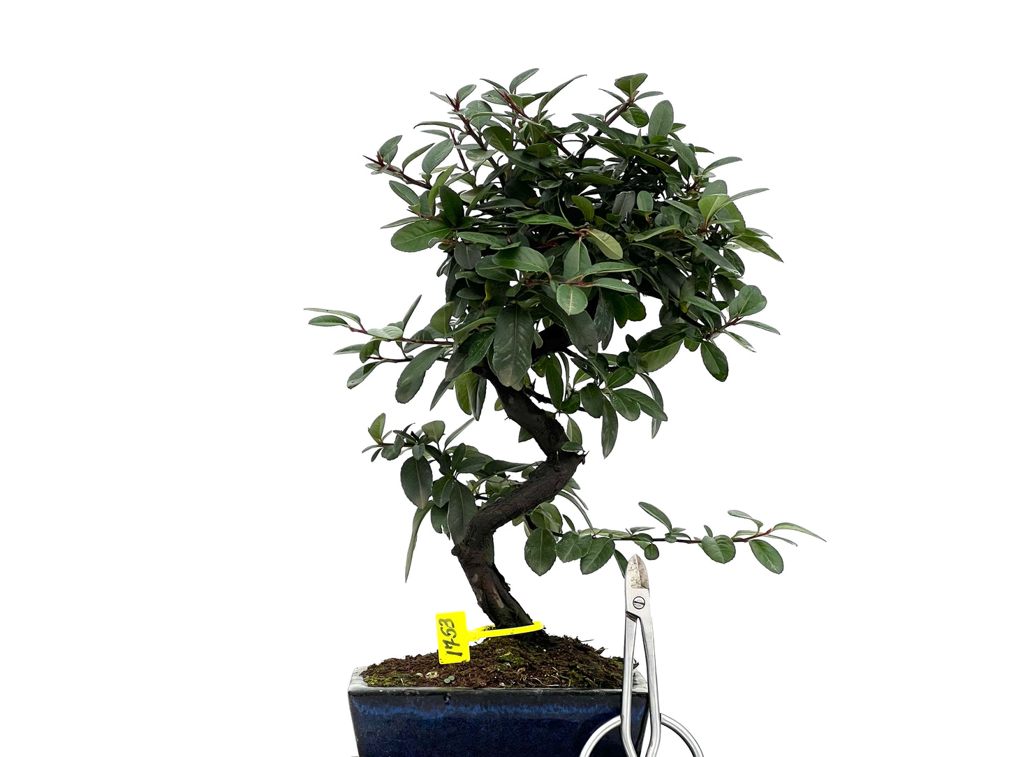 Pyricantha 1753