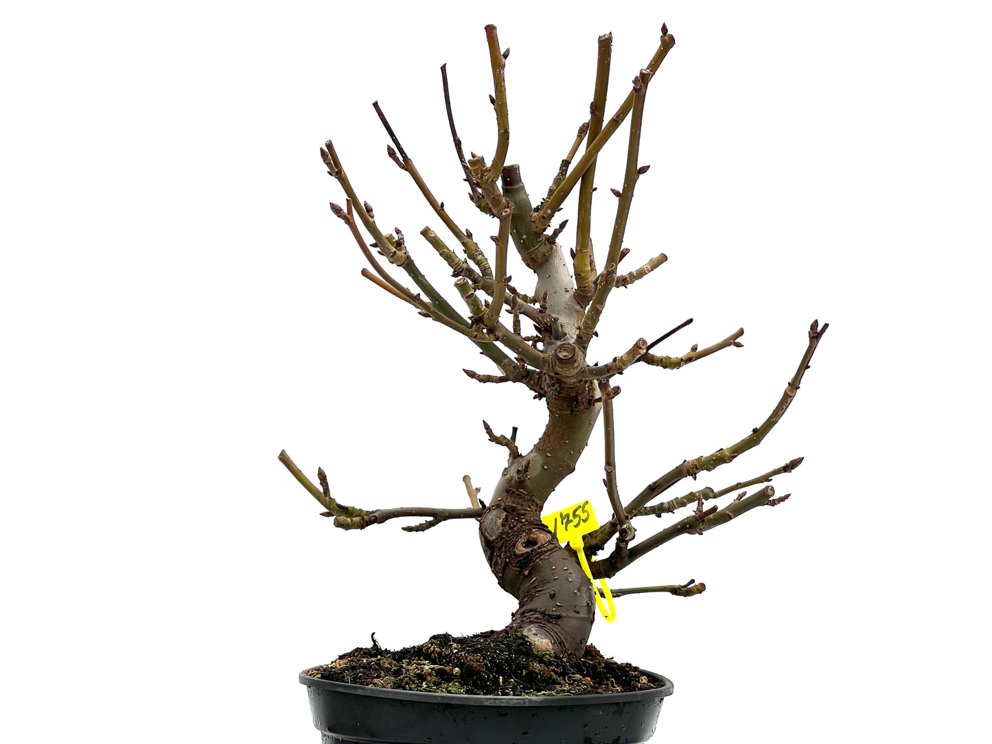 Liquidambar Formosana 1755