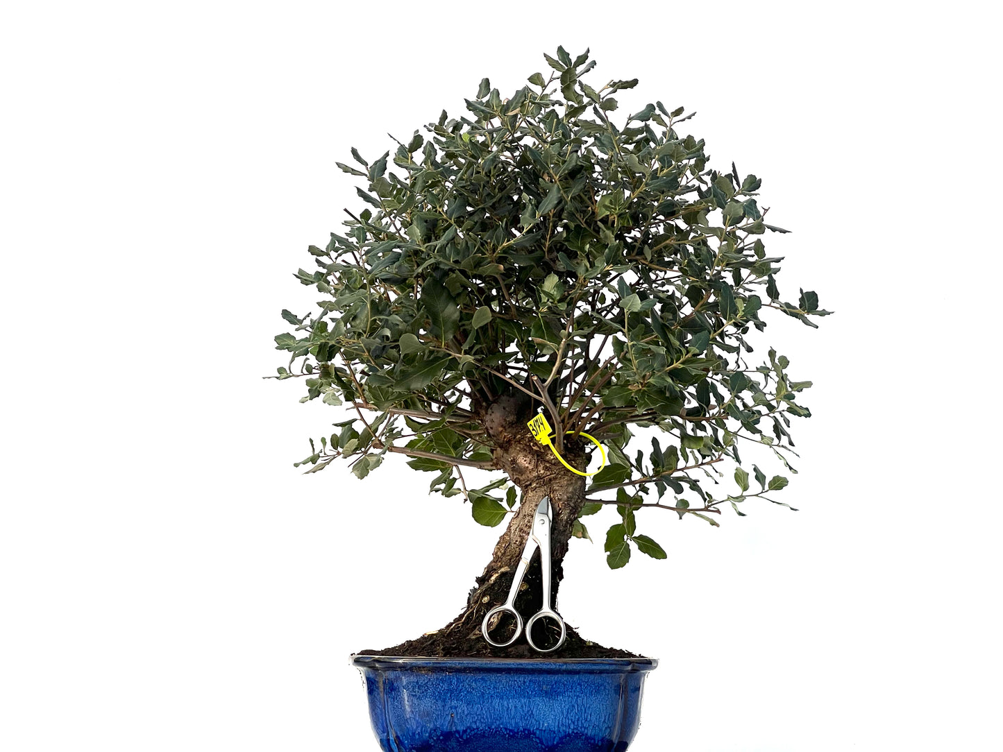 Quercus Suber 3174