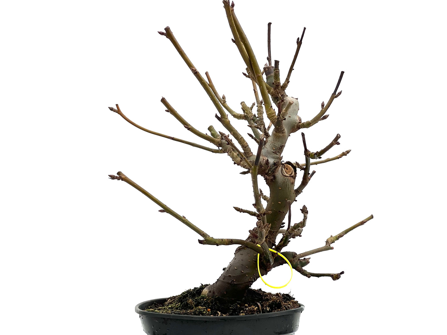 Liquidambar Formosana 1755