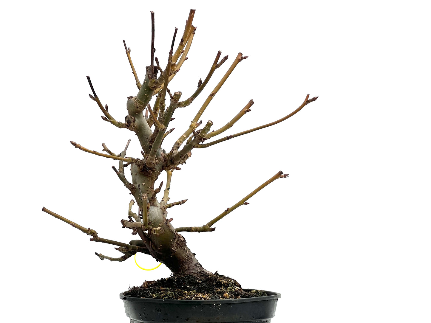 Liquidambar Formosana 1755