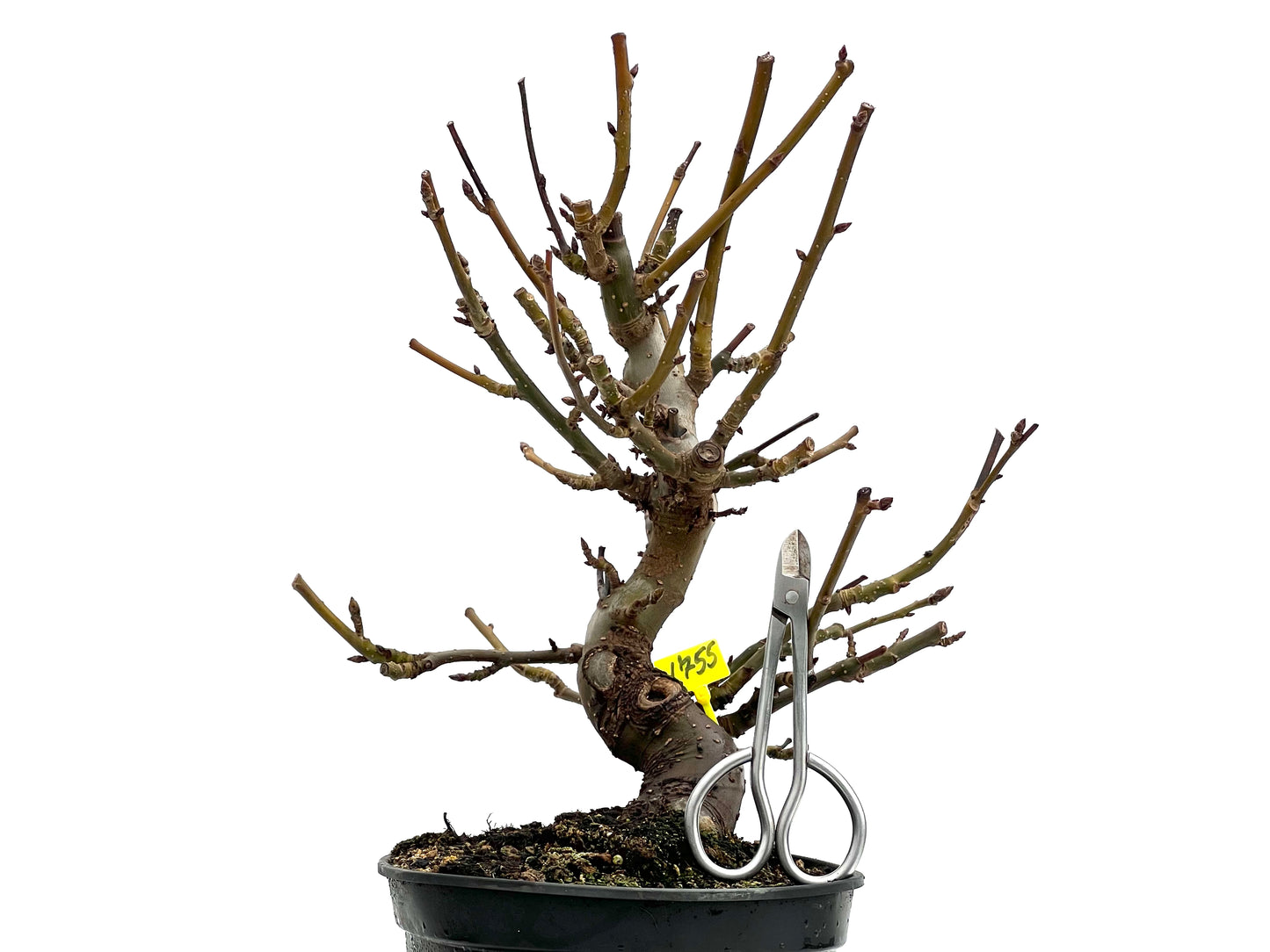 Liquidambar Formosana 1755