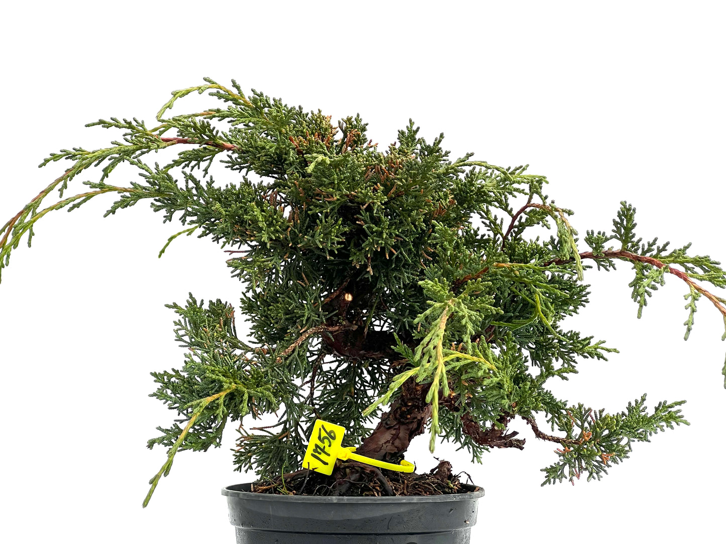 Juniperus Chinensis Kyshu 1756