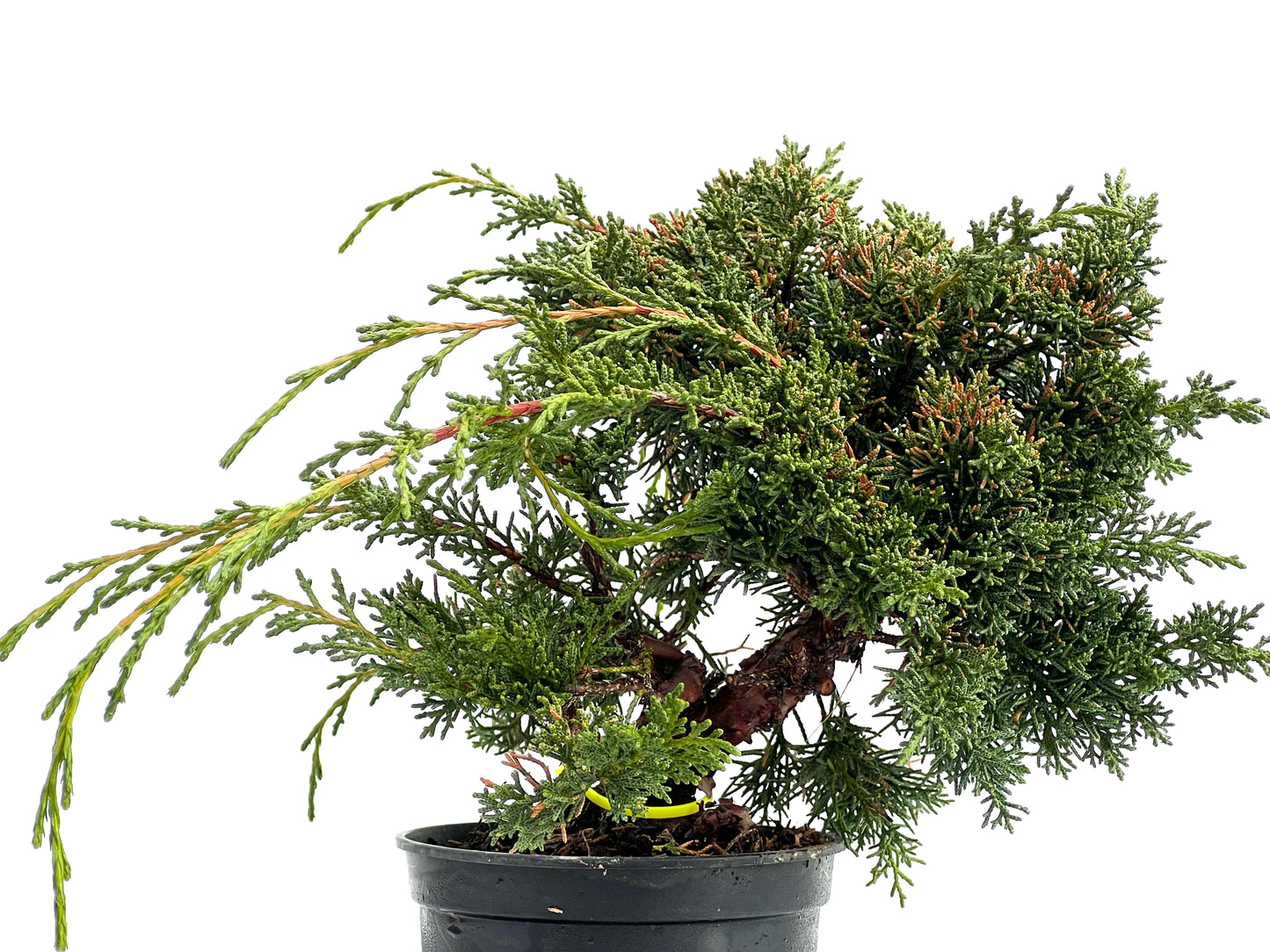 Juniperus Chinensis Kyshu 1756