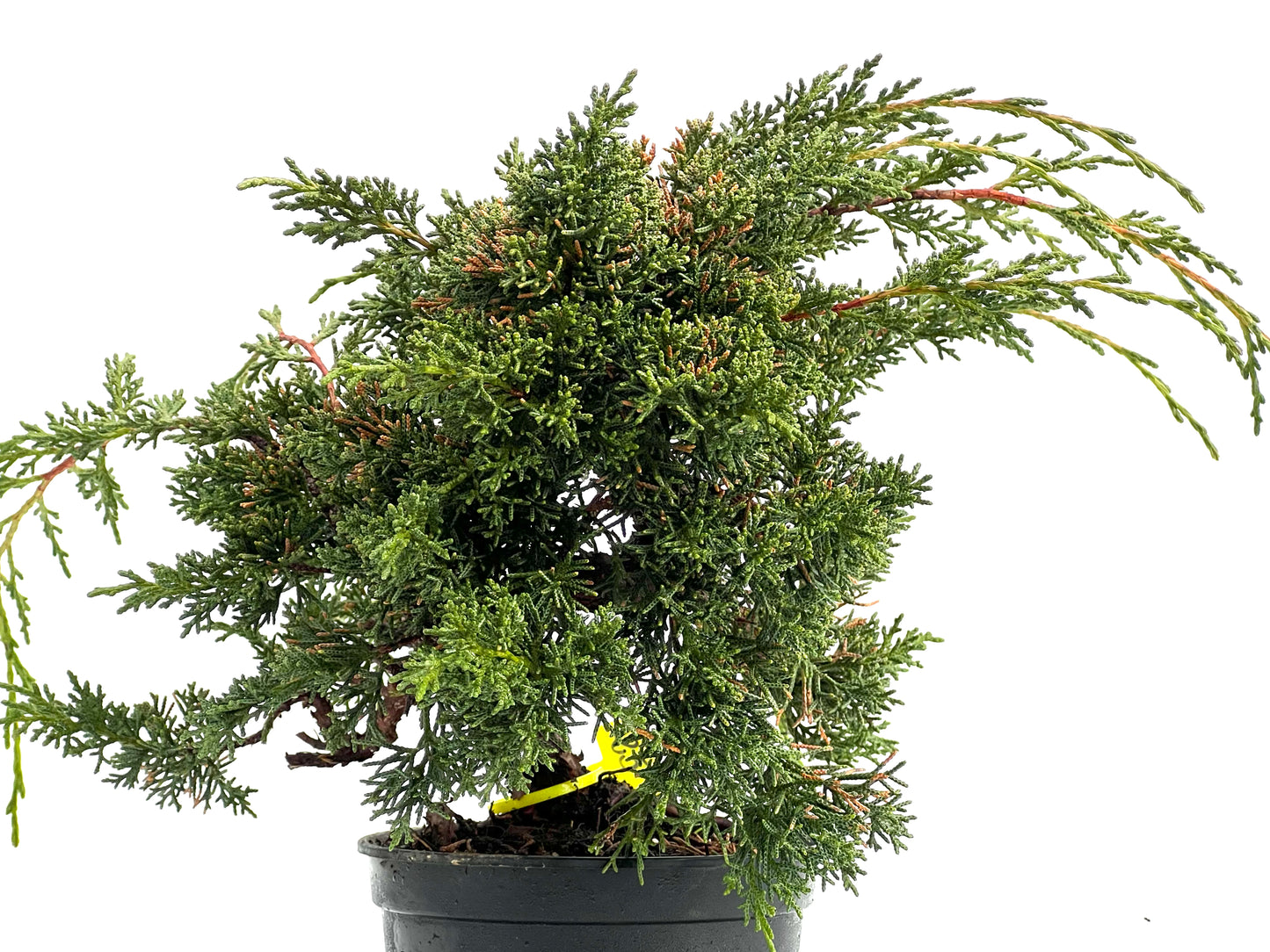 Juniperus Chinensis Kyshu 1756